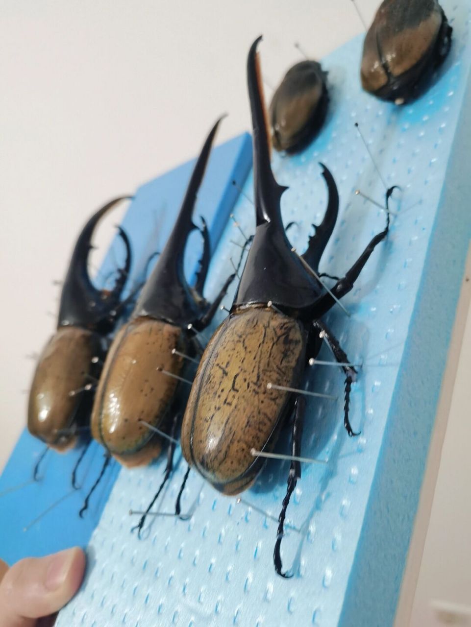 长戟大兜虫标本 dynastes hercules 长戟大兜虫(又名:赫拉克勒斯