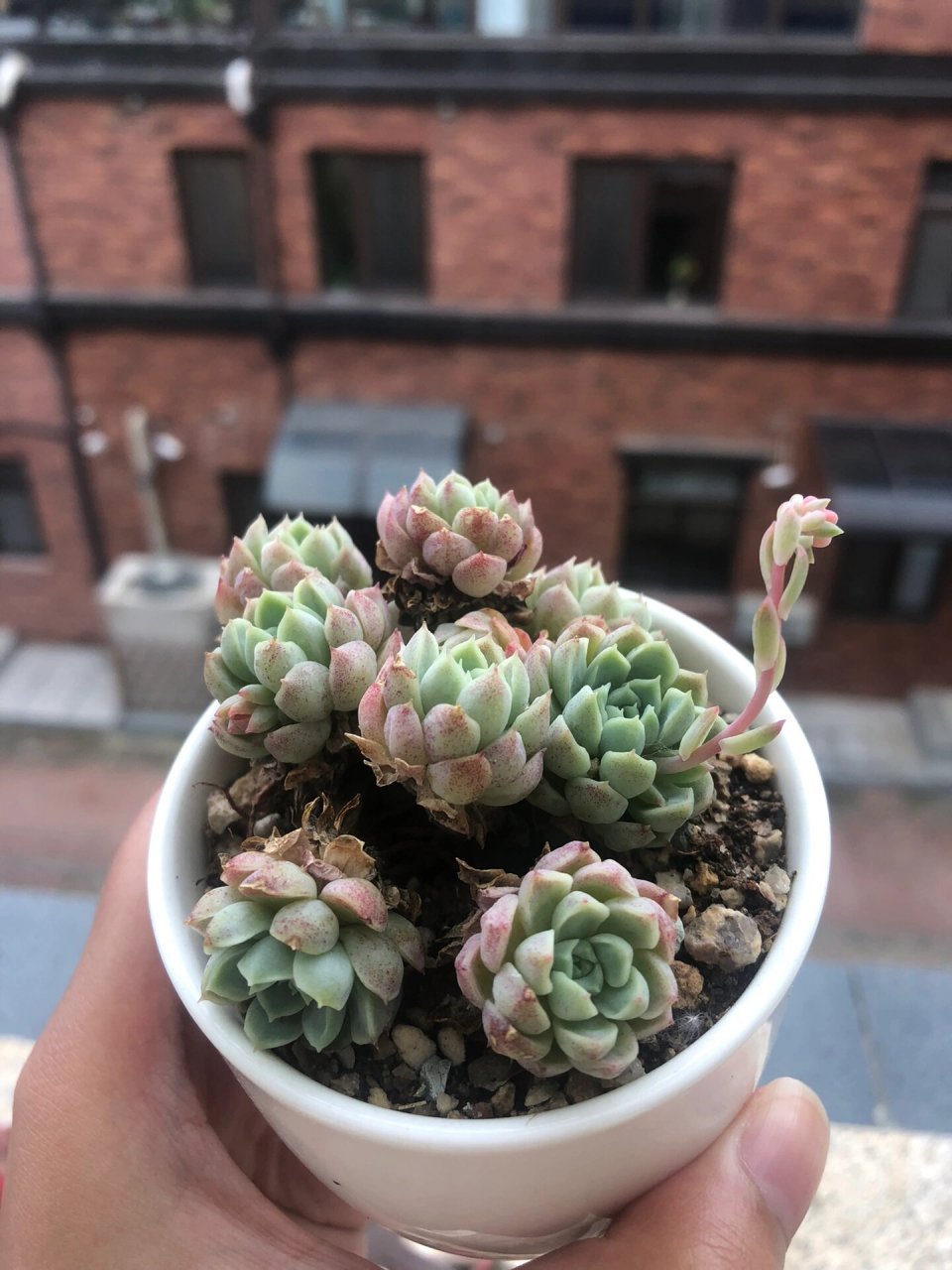 多肉植物品种推荐10羊脂球