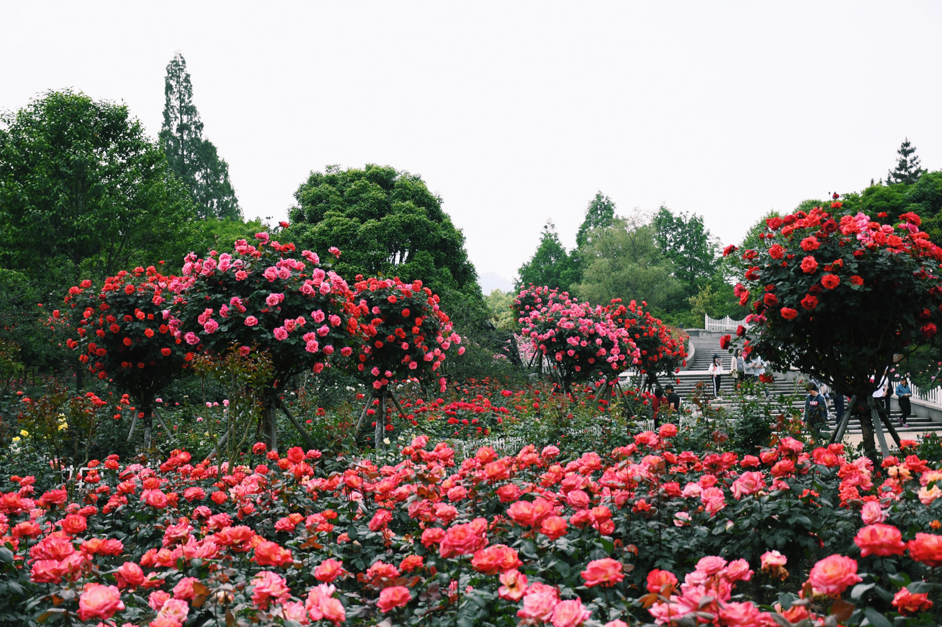 杭州花圃月季开花啦 杭州花圃门口莳花广场超大一片的月季正值上盛花