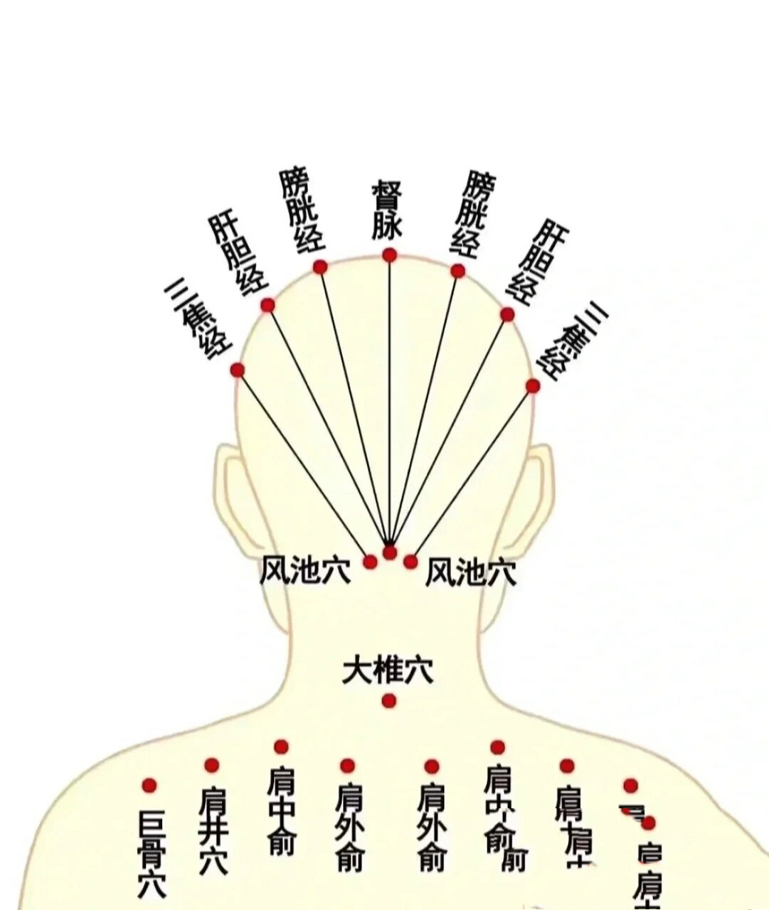 人体头部血位图图片