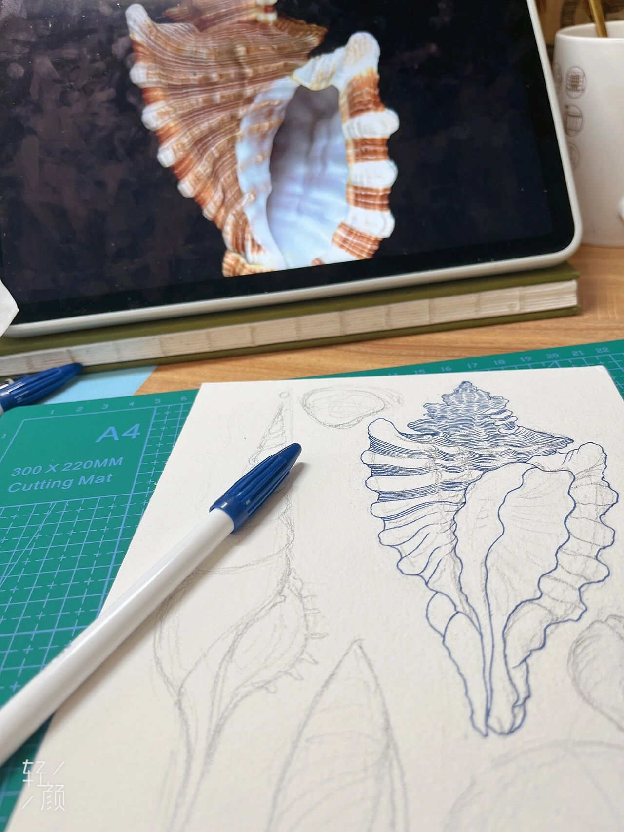 画的一些贝壳海螺90「钢笔画」