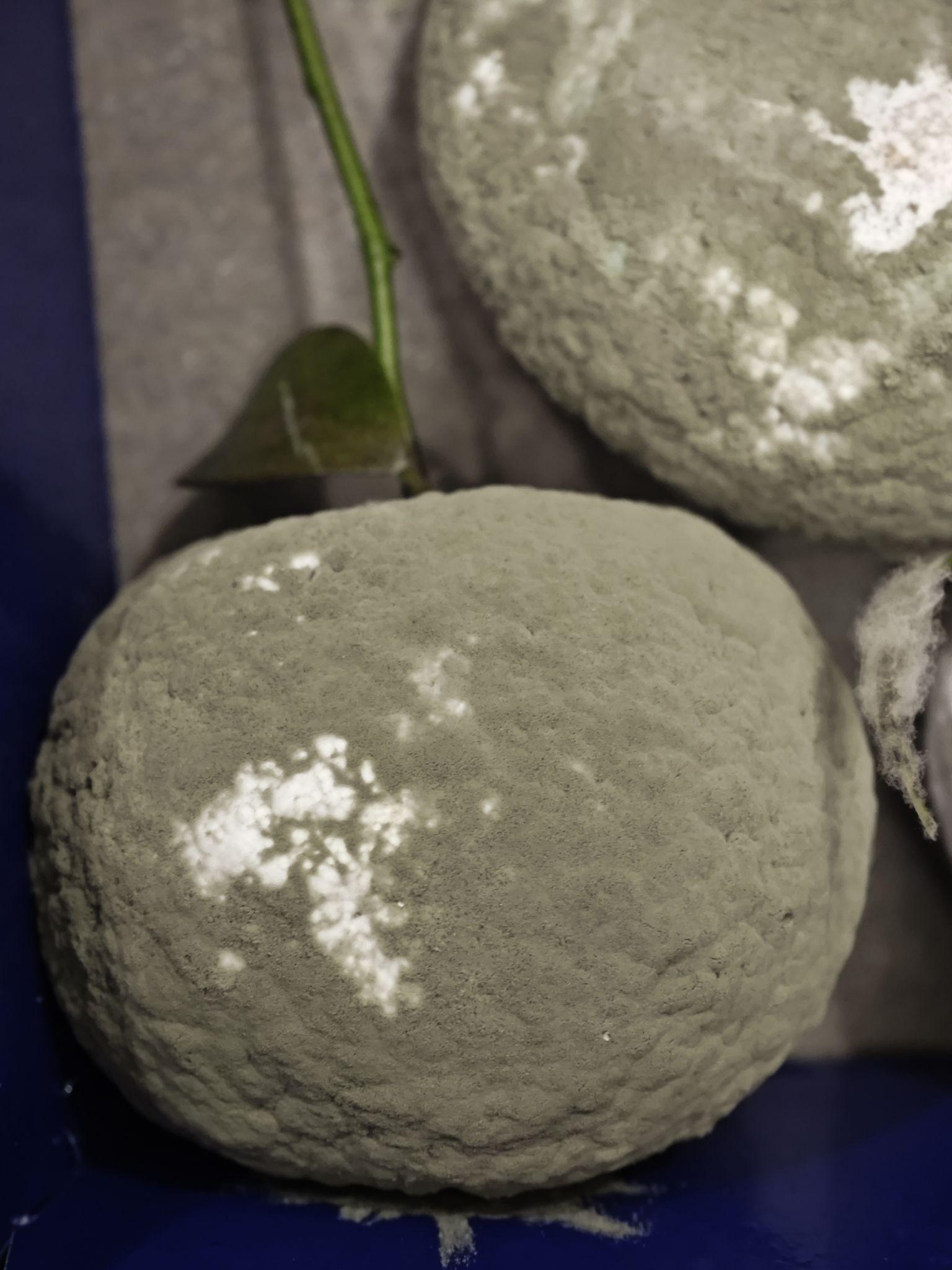 如何在家自己培养青霉菌