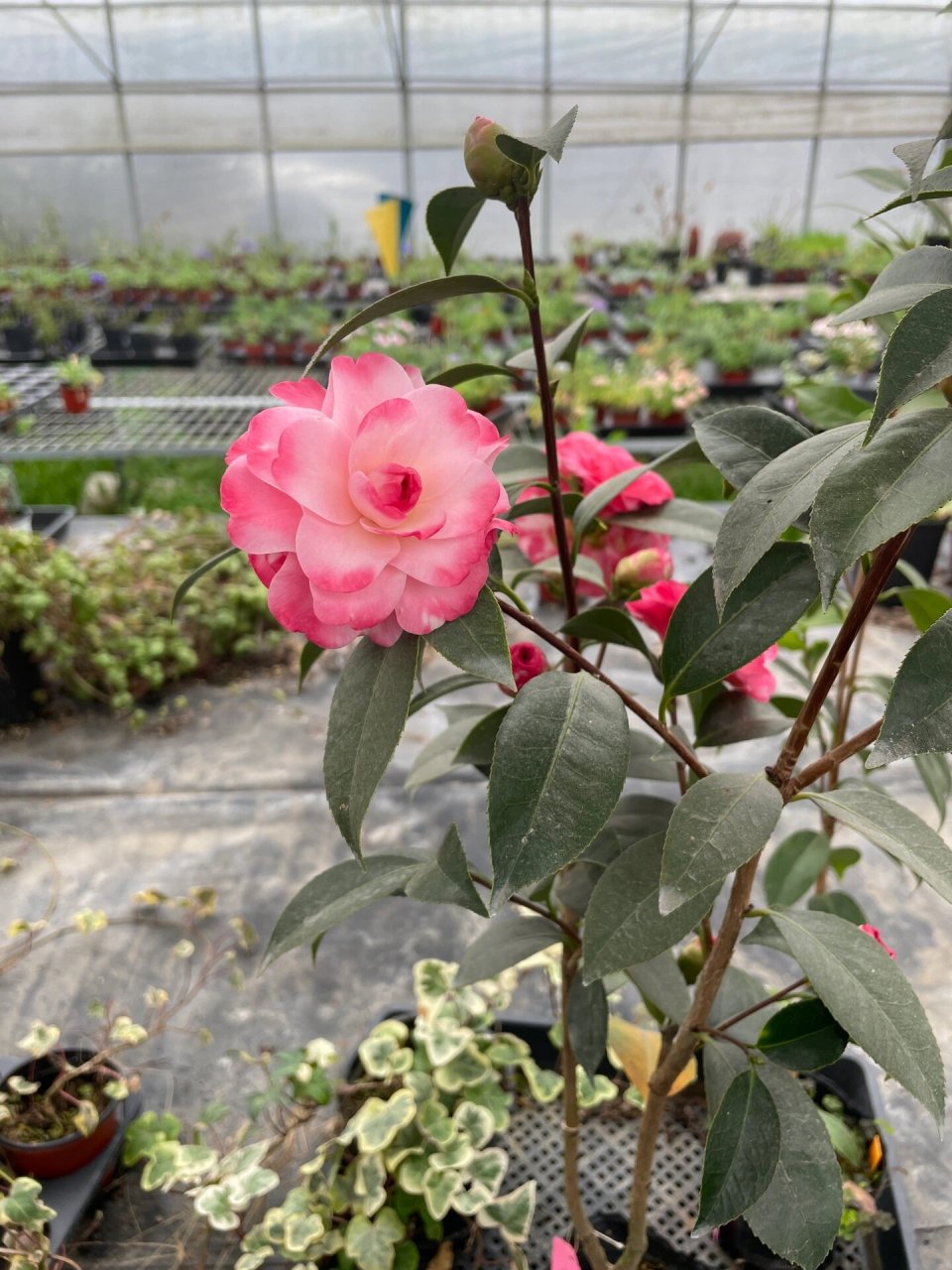 茶花 迷茫春天