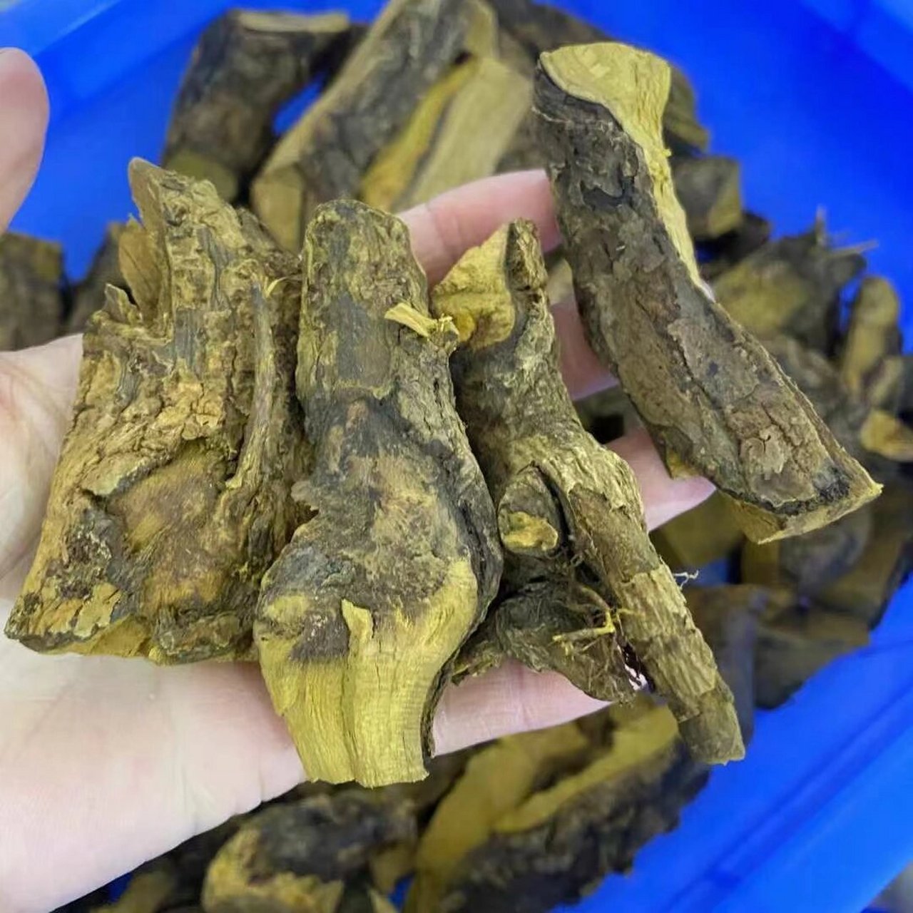 野生黄莲 野黄莲根, 味道极苦, 野黄连味苦,性寒.