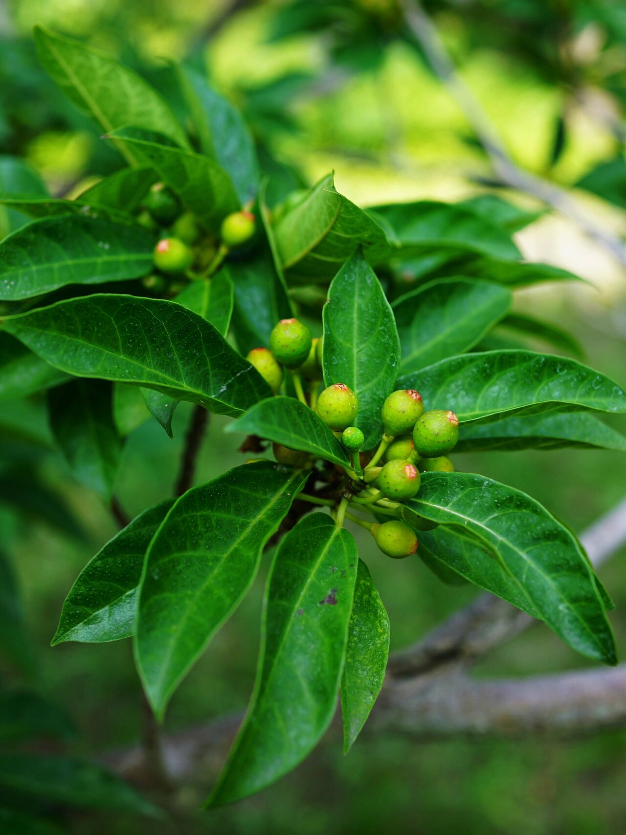 矮小天仙果|牛奶子树 矮小天仙果,别名牛奶子树,天仙果.