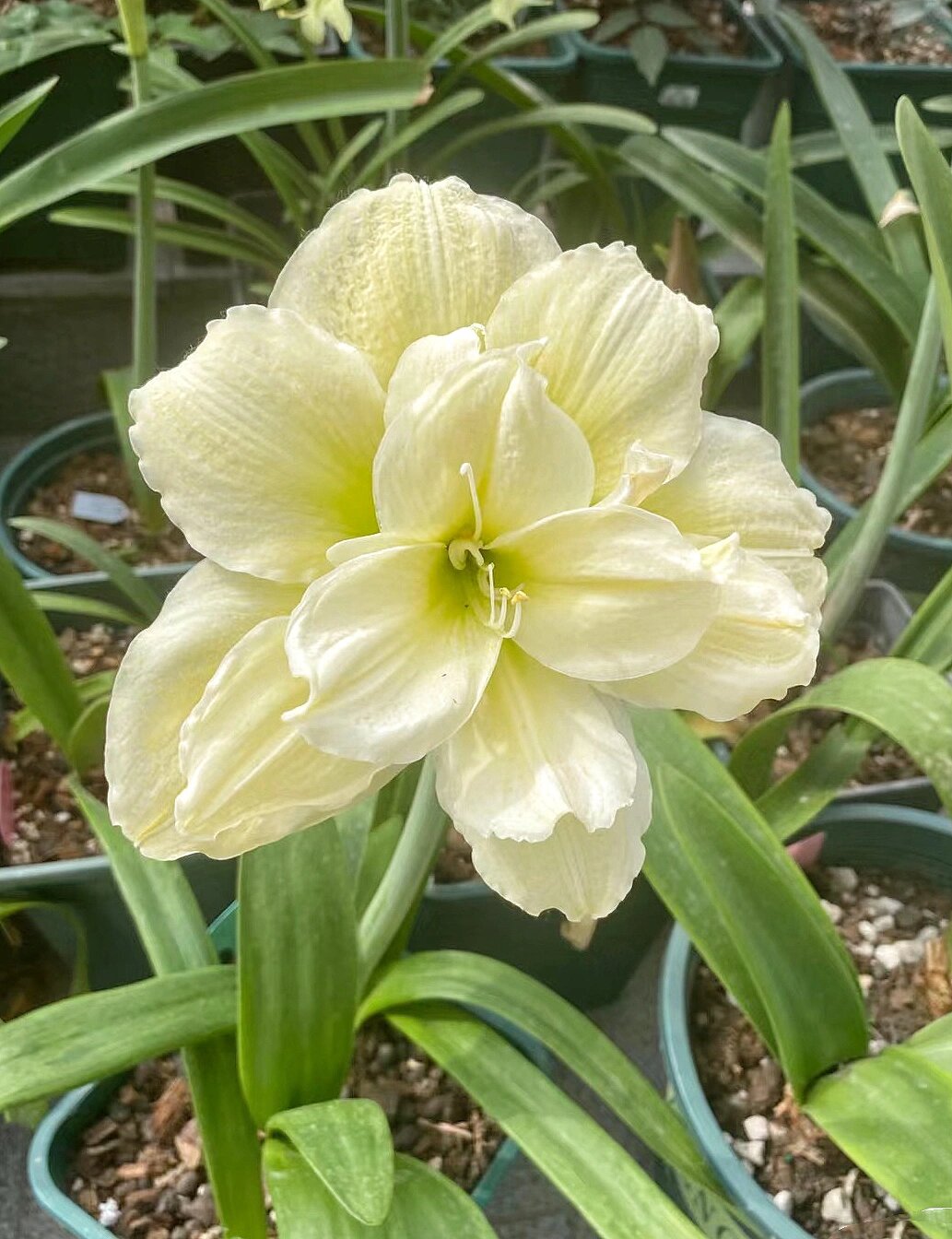 我也有黄玫瑰朱顶红97了 蹲了好久终于抢到黄玫瑰朱顶红,这张图片是