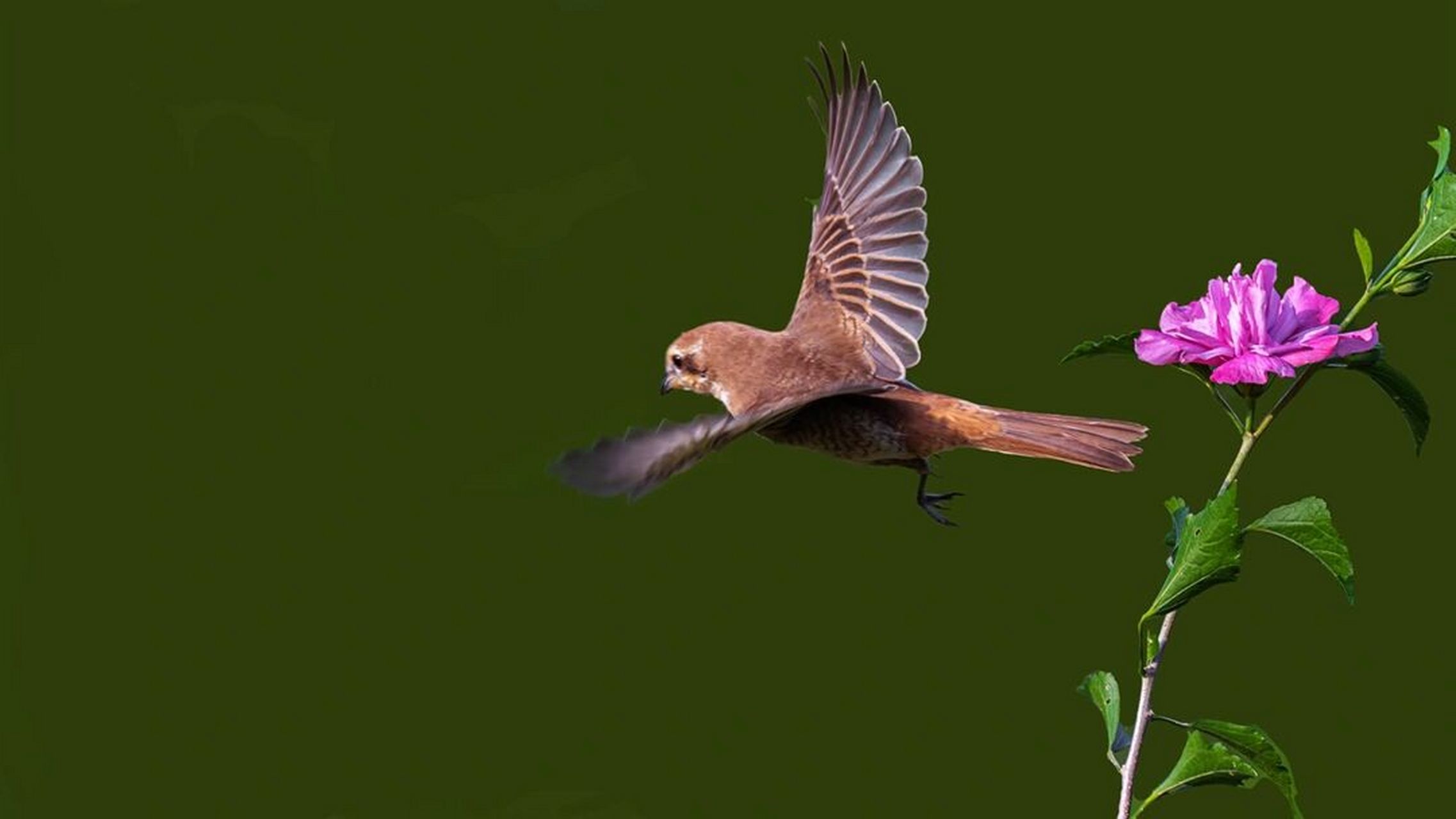 鸟类图鉴|红尾伯劳(未成鸟) 这篇笔记是前面笔记《猜猜这是什么鸟》的