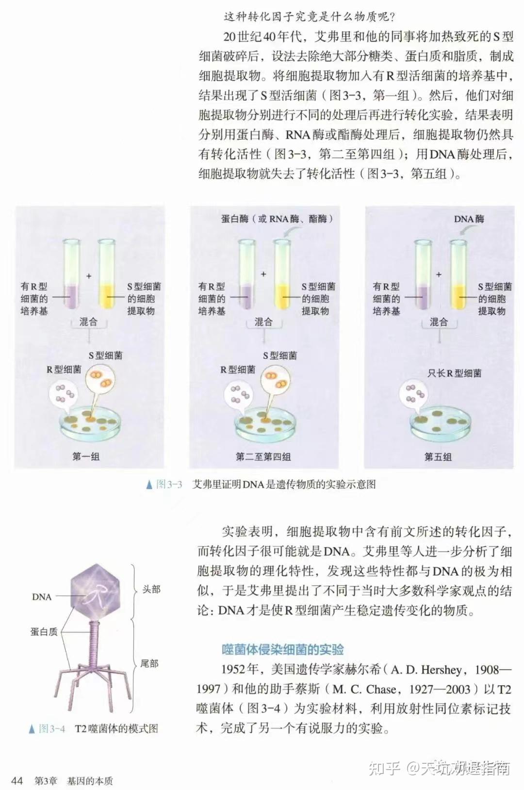 肺炎双球菌转化实验图片