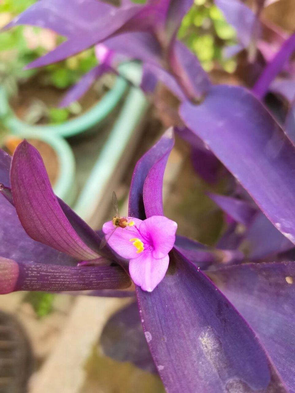 生如夏花—紫竹梅 92多年生草本.