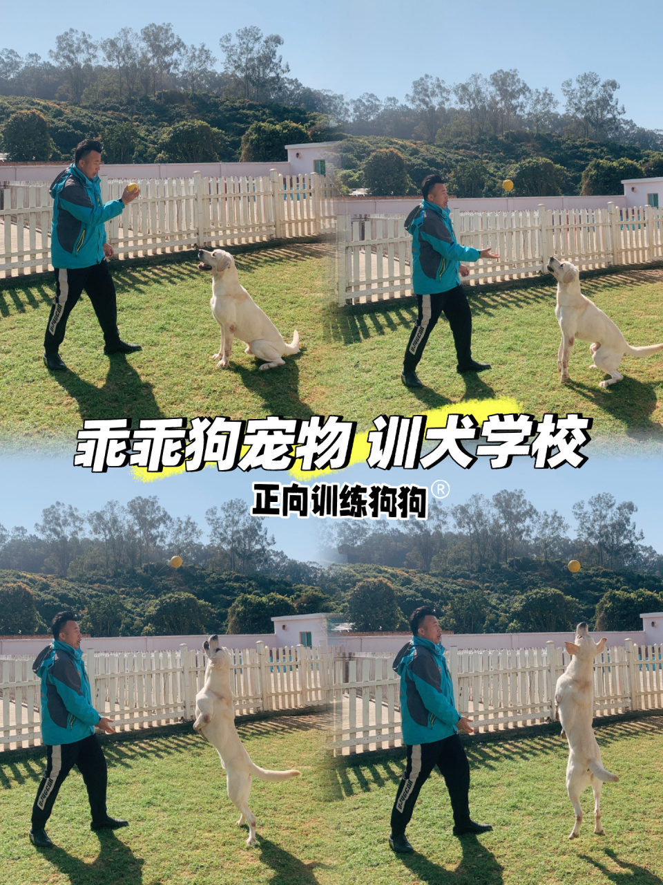 训犬宠物学校 新手养狗必看 狗狗学校 乖乖狗宠物训练基地至今已为