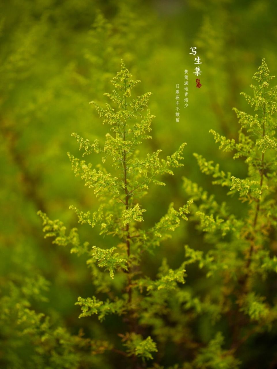 植物黄蒿长什么样子图片