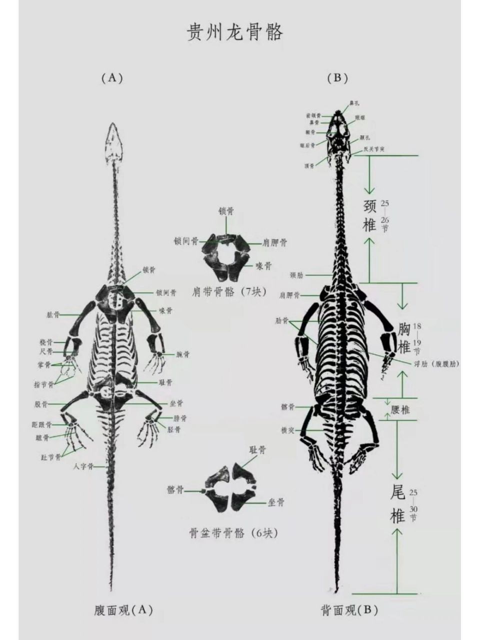 胡氏贵州龙(keichousaurus hui) 贵州龙,尽管确实产自贵州,但却不是