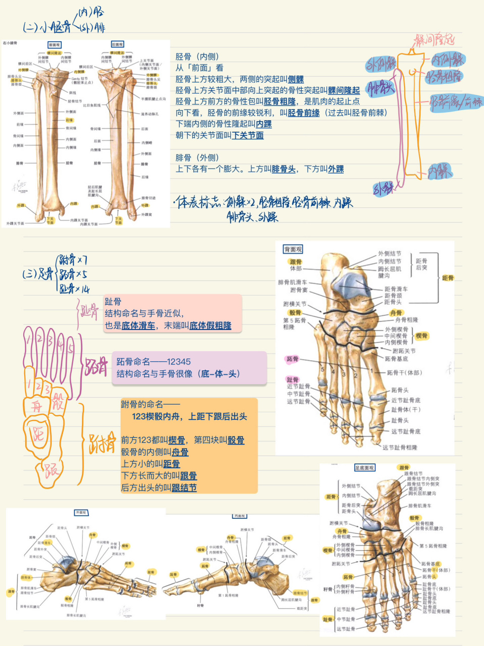 人体大腿部骨骼结构图图片