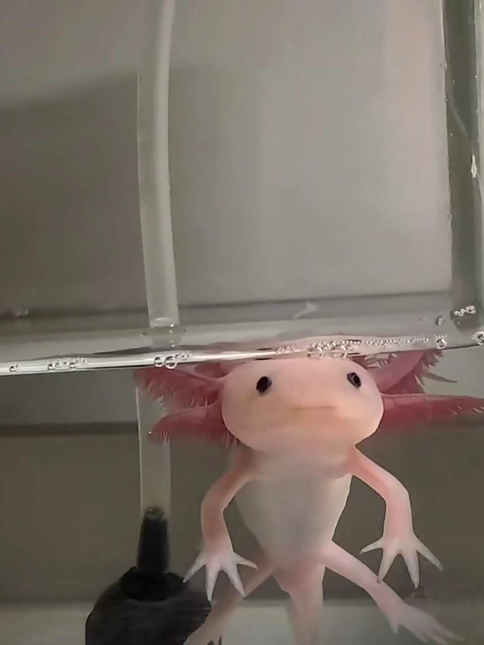 六角恐龙鱼太可爱了 看到六角恐龙鱼太可爱了,可惜家里鱼缸丢了,打算