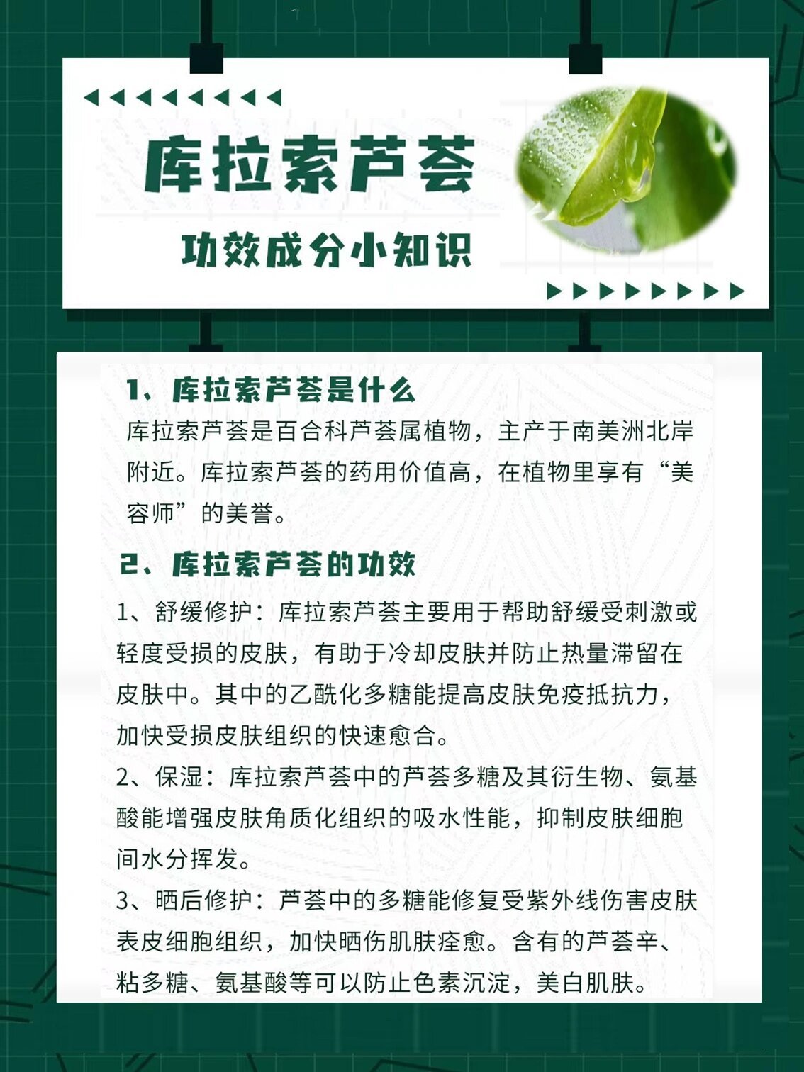 认识成分‖库拉索芦荟98