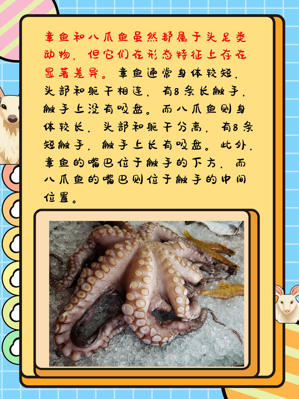 章鱼和八爪鱼的区别 我认为,章鱼和八爪鱼虽然都属于头足类动物,但在