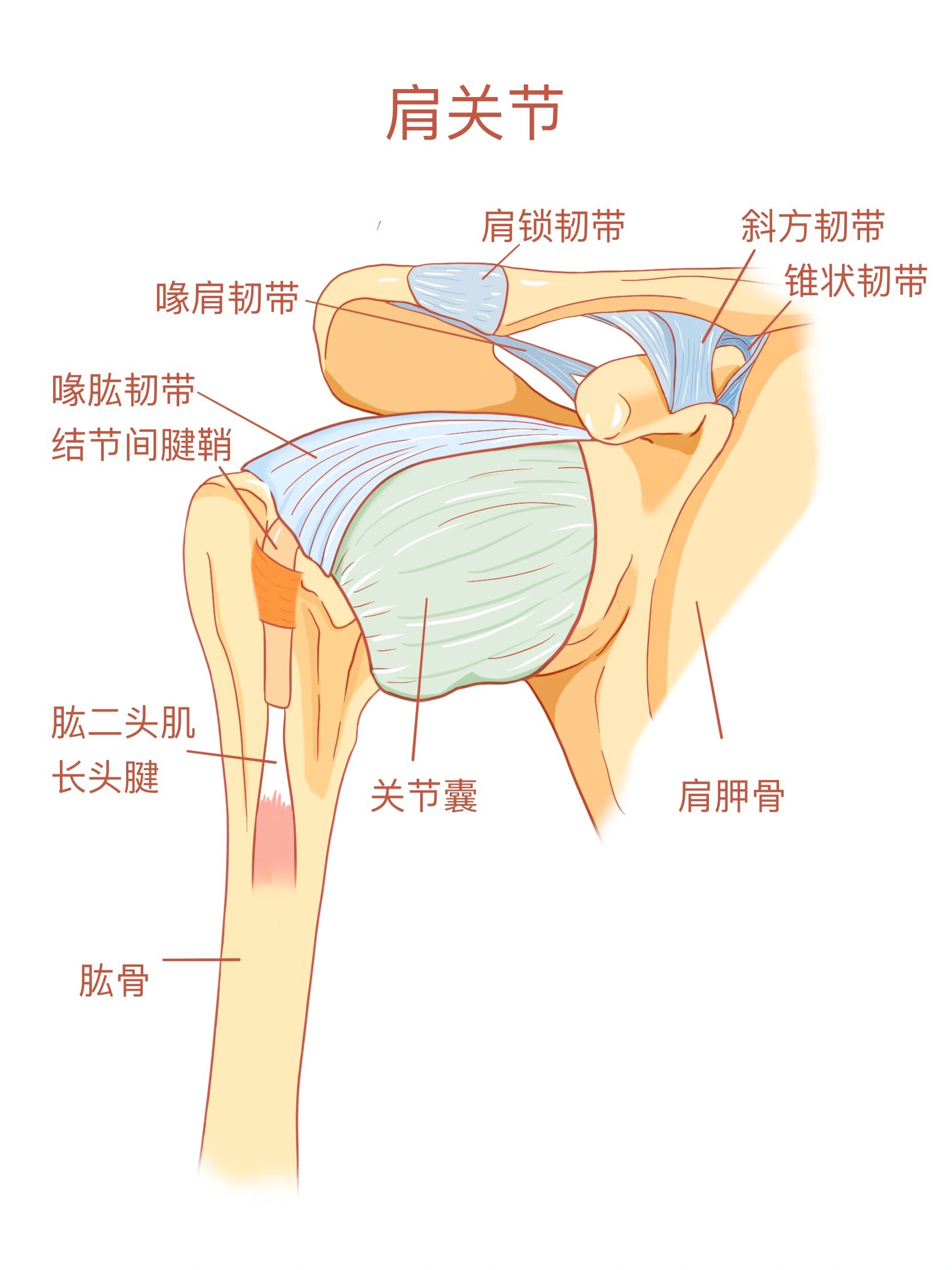 系统解剖学图谱重绘11 肩关节 96肩关节又肱骨头和肩胛骨关节盂构成