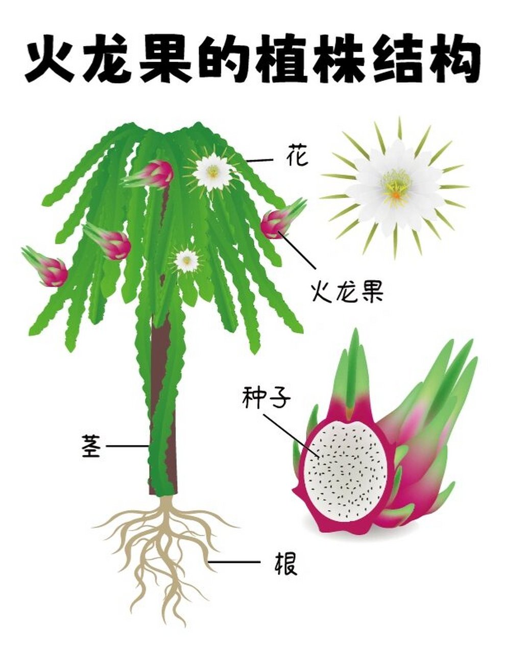 火龙果种植方法图片