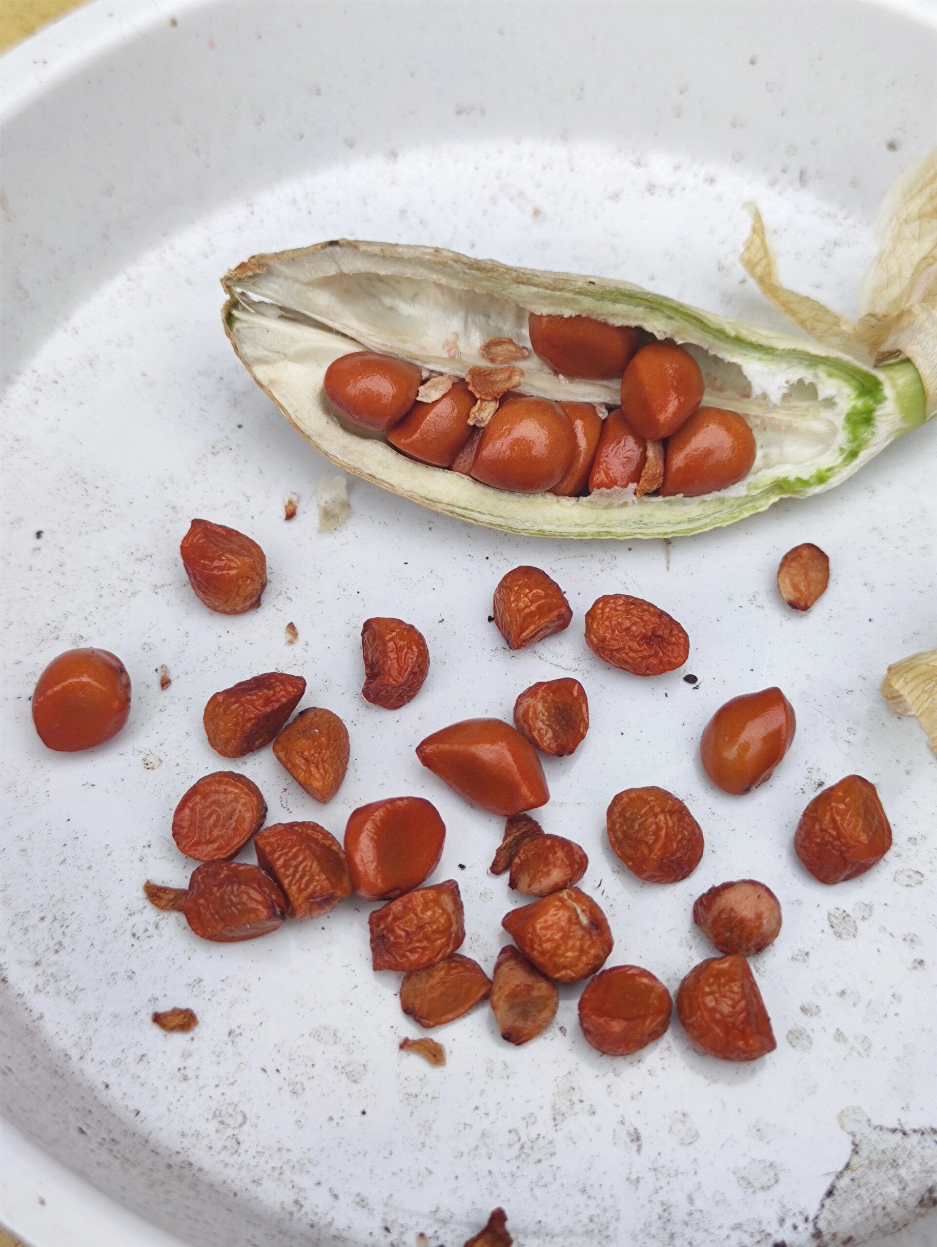 德国鸢尾 新手居然也收种子啦!