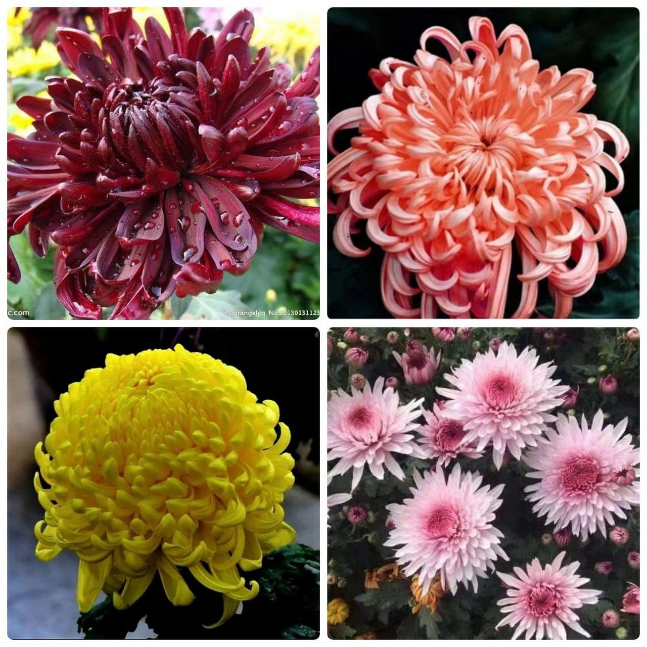 🌸今天认识32种🌈菊花 1.红绣球 2.紫绣球 3.彩绣球 4.黄绣球 5.