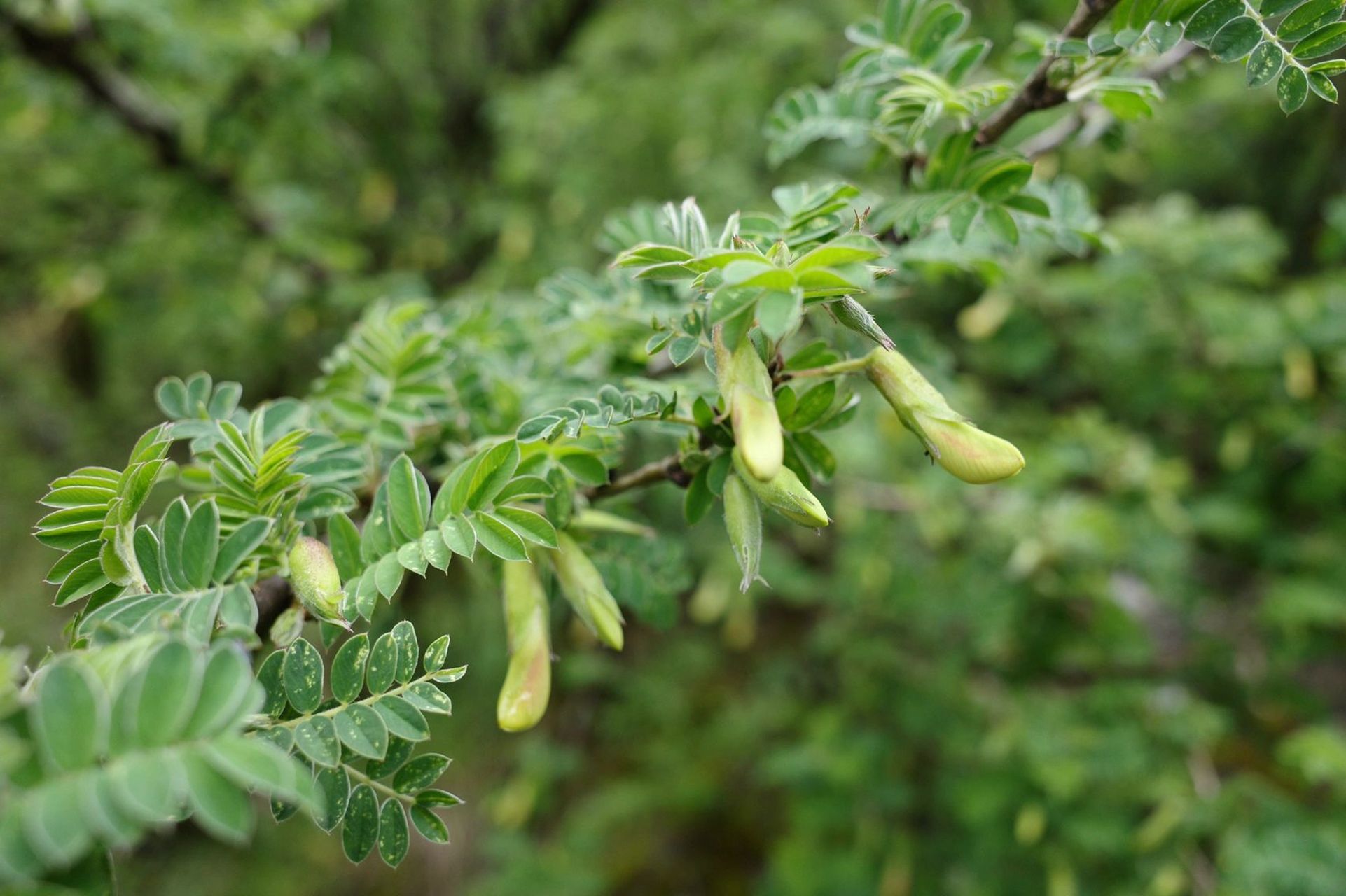 在云南吃花吃草,野生金雀花是这样的!