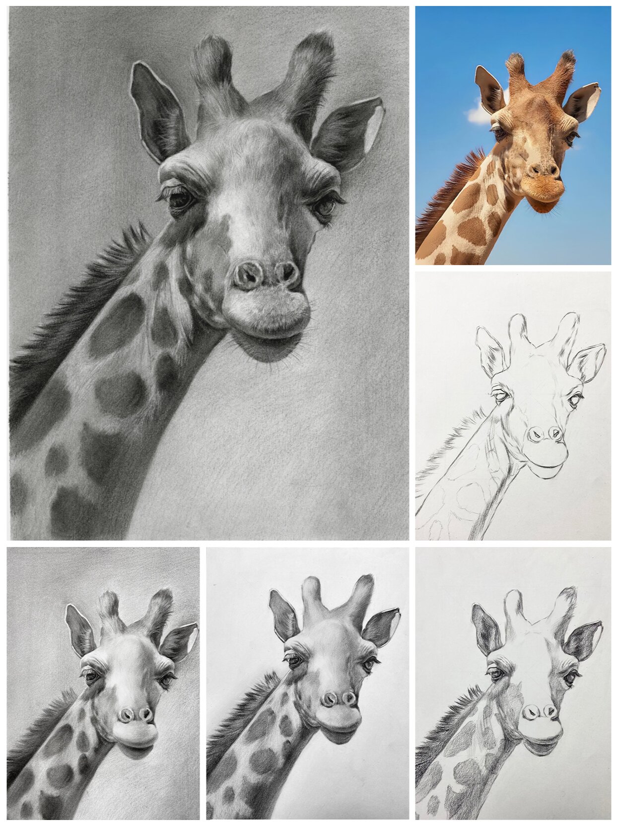 超详细素描长颈鹿步骤教程95