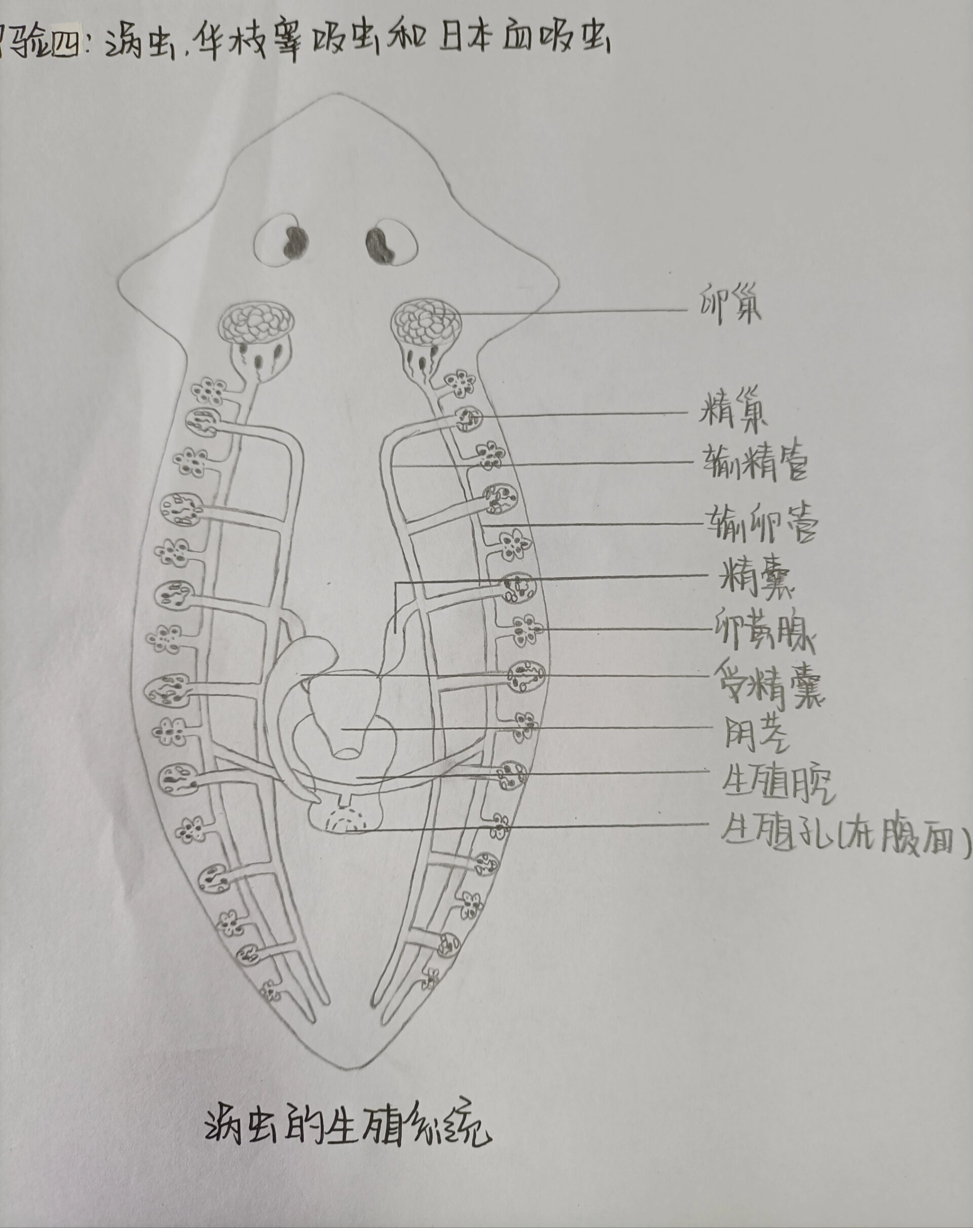 涡虫的结构示意图图片