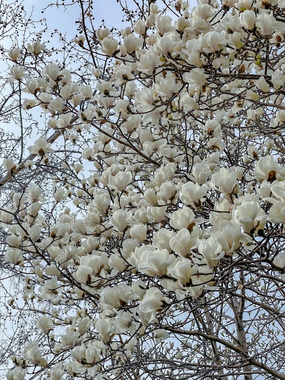 16实拍95玉兰初绽美丽但费腰 睦南公园的这几棵大玉兰树, 每年都是