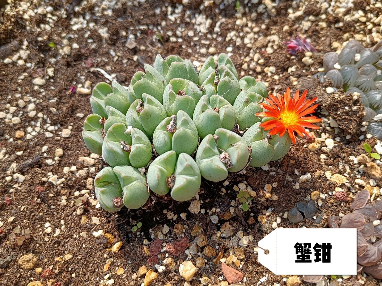 无比玉,蟹钳,口笛 无比玉: 无比玉属于番杏科,藻铃玉属多肉植物,原产