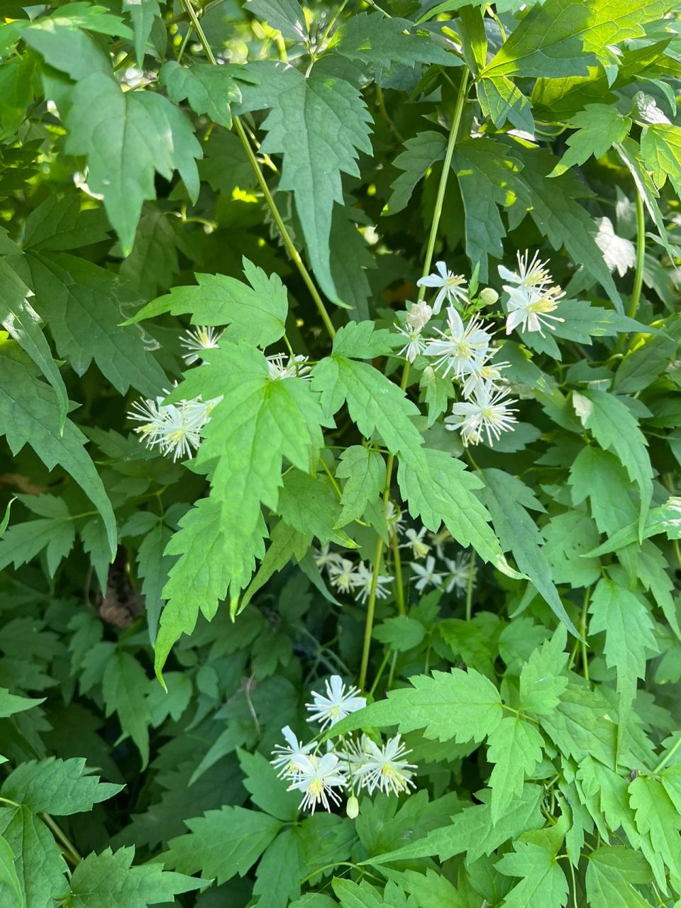 09.11短尾铁线莲 短尾铁线莲(学名:clematis brevicaudata dc.