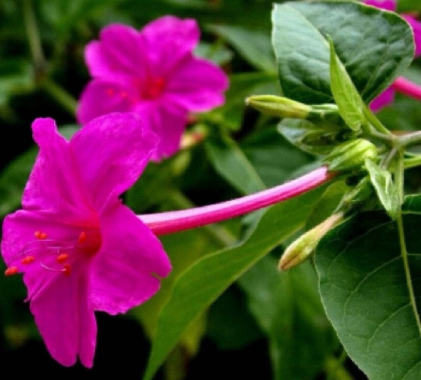 紫茉莉,又名洗澡花,胭脂花,地雷花等