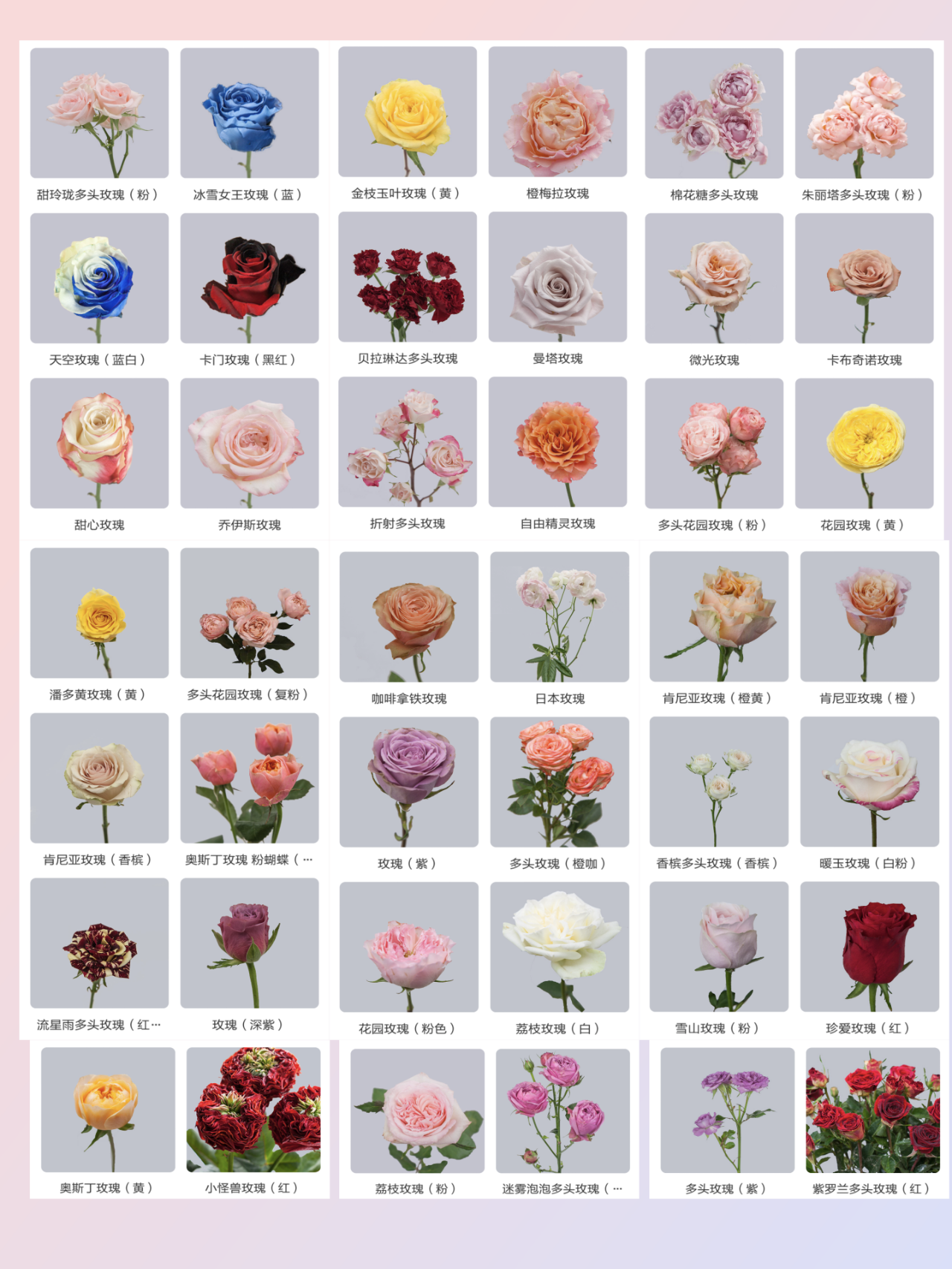 不同数量不同意义 不同数量的玫瑰花,代表着不一样的意义