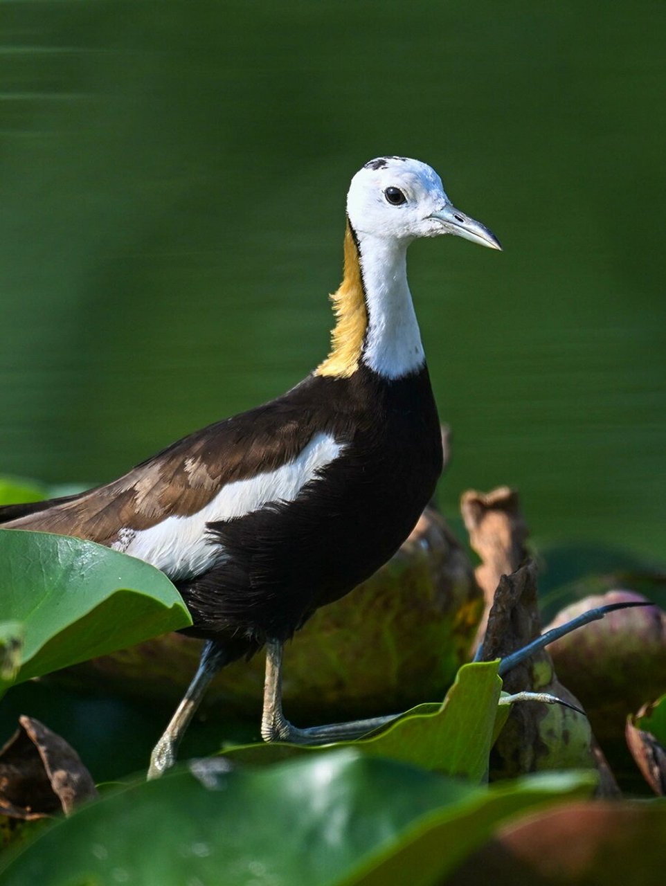 水雉是鸻形目水雉科的一种中小型鸟类,分布于中国南方,南亚次大陆及