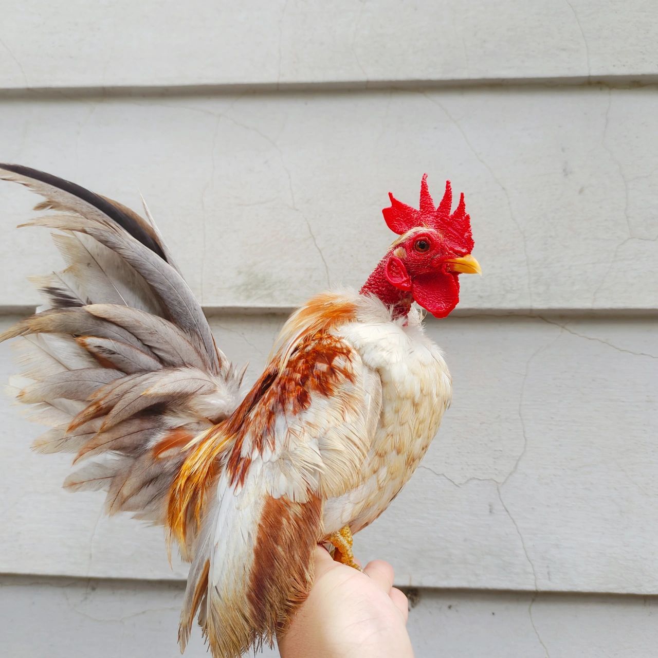 塞拉玛观赏鸡    塞拉玛观赏鸡是世界上矮脚鸡里面体型最小,体重最轻