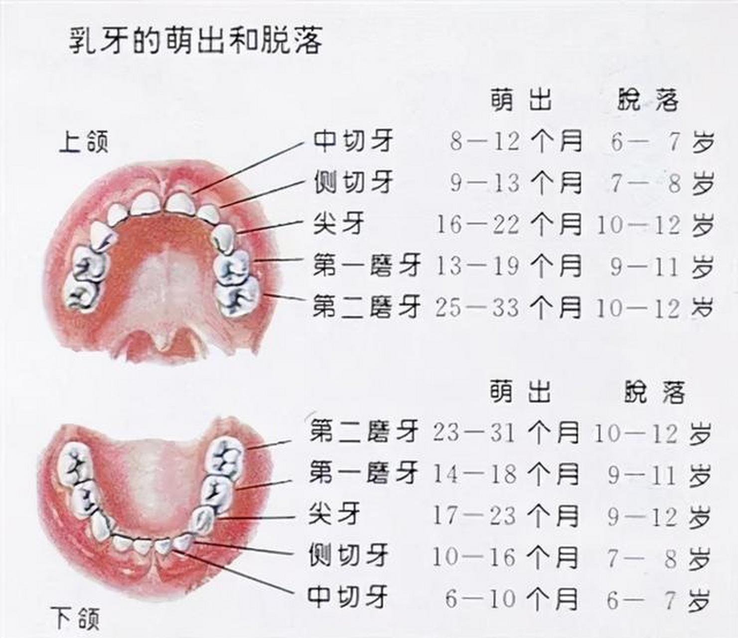 人的一生有两副牙齿,最开始的一副呢是乳牙,有20颗,从六岁到12岁呢