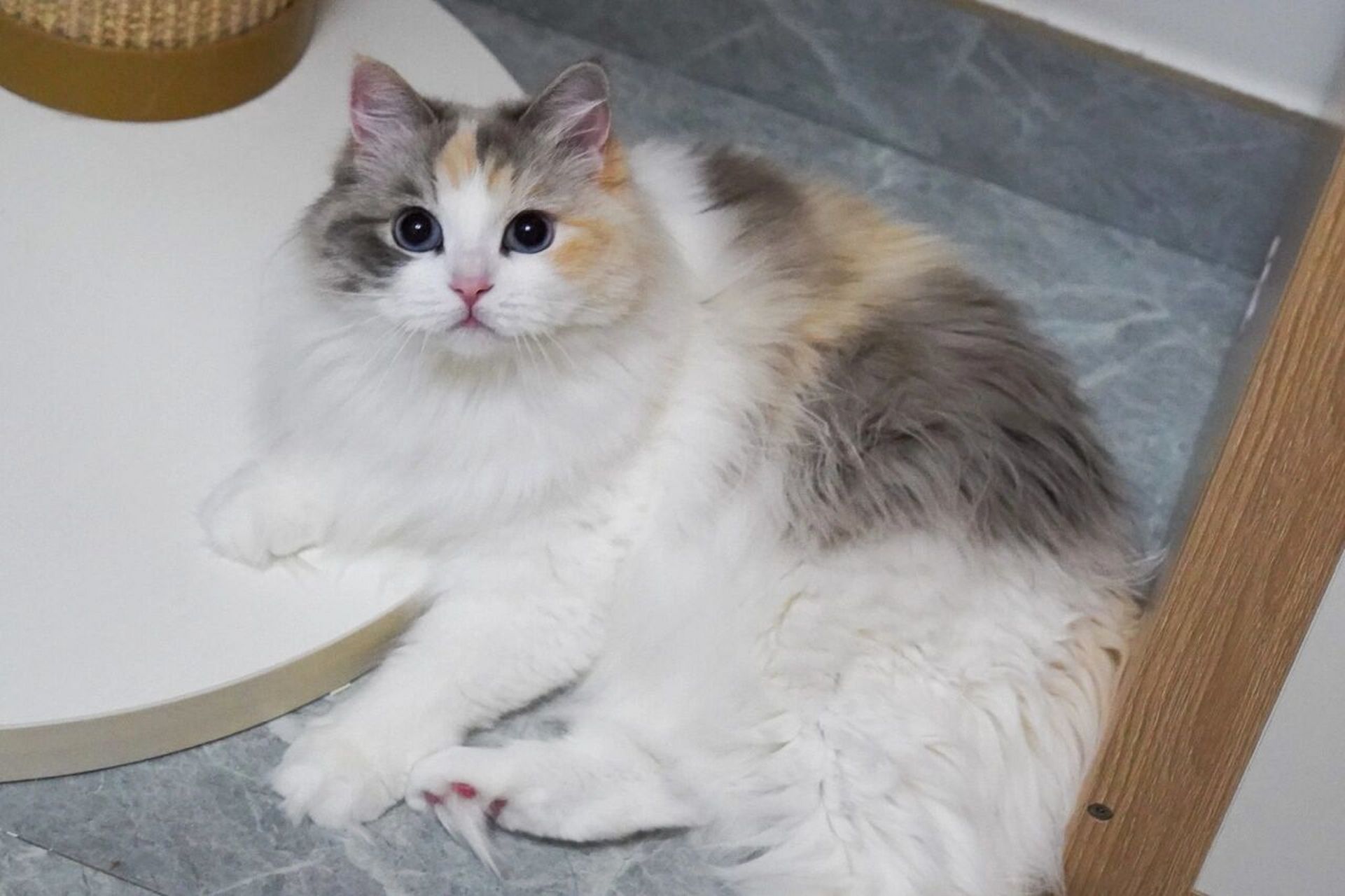 布偶猫96玳瑁色,越长大越惊艳 从两个月到四岁的蜕变 #玳瑁色布偶猫