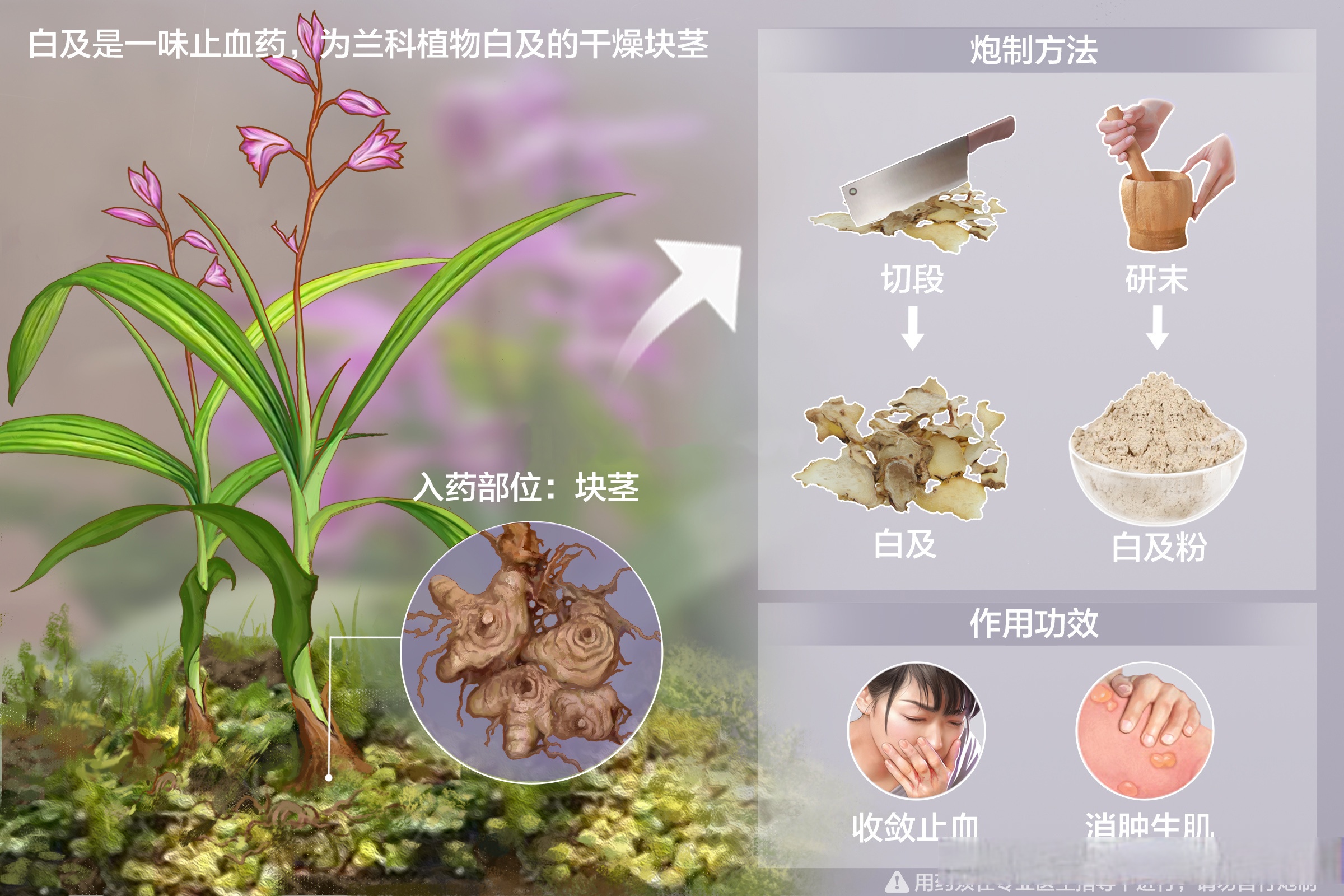 甘香子片药图片