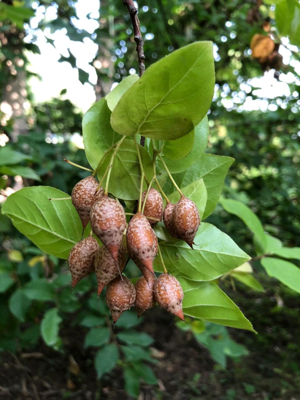 难得一见的秤锤树 秤锤树果实形状特别像过去使用的秤砣,因此又被称作