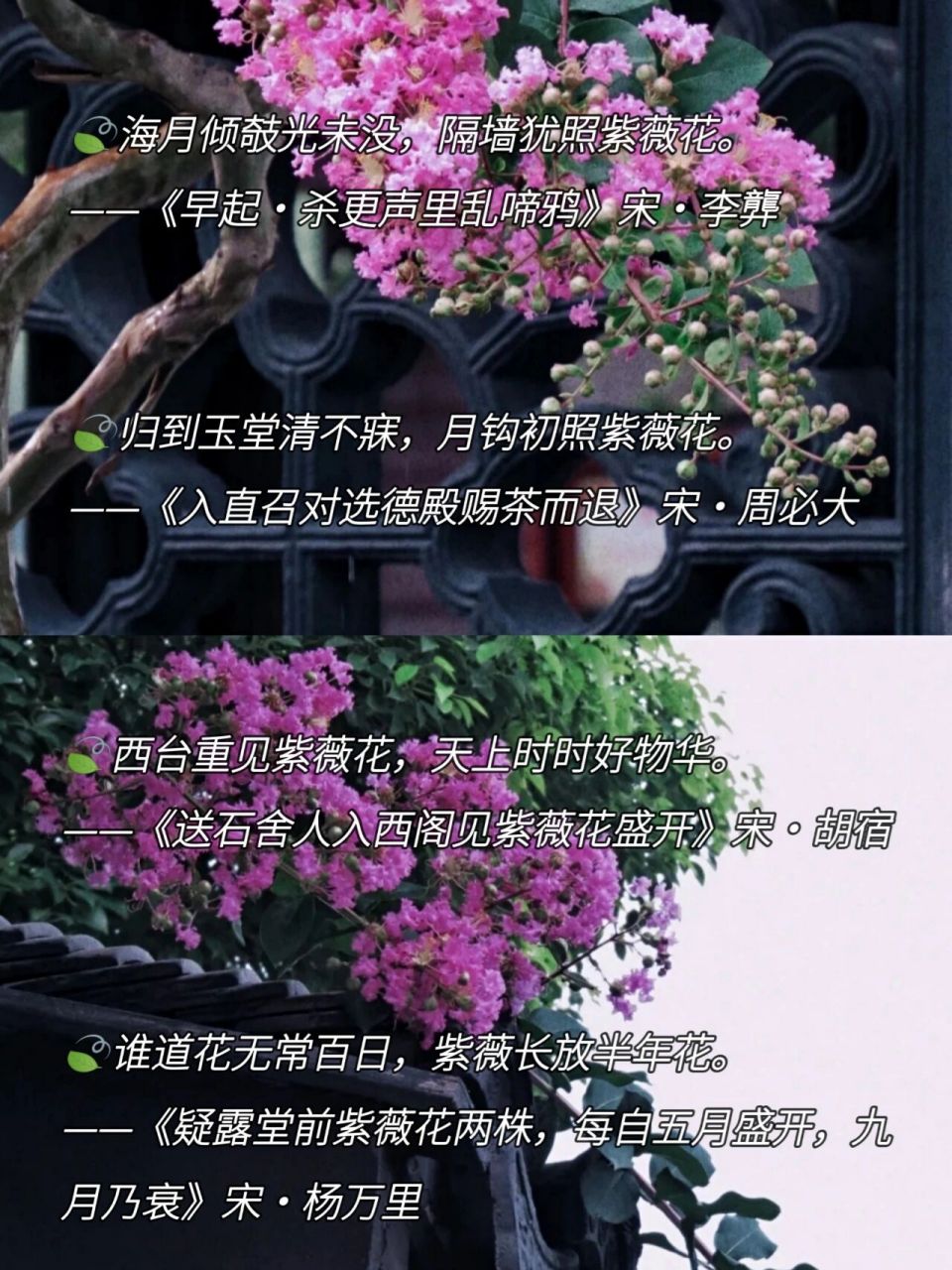 夏日赏花|紫薇花文案|有关紫薇花的诗词  🍀摄影师: 🍀大家好,我