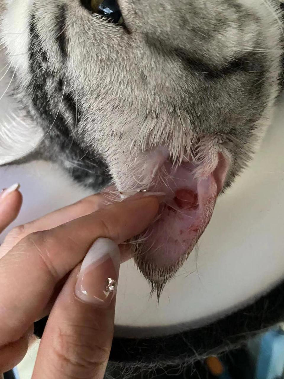 结果第二天一早就严重了,整个耳朵红彤彤的.