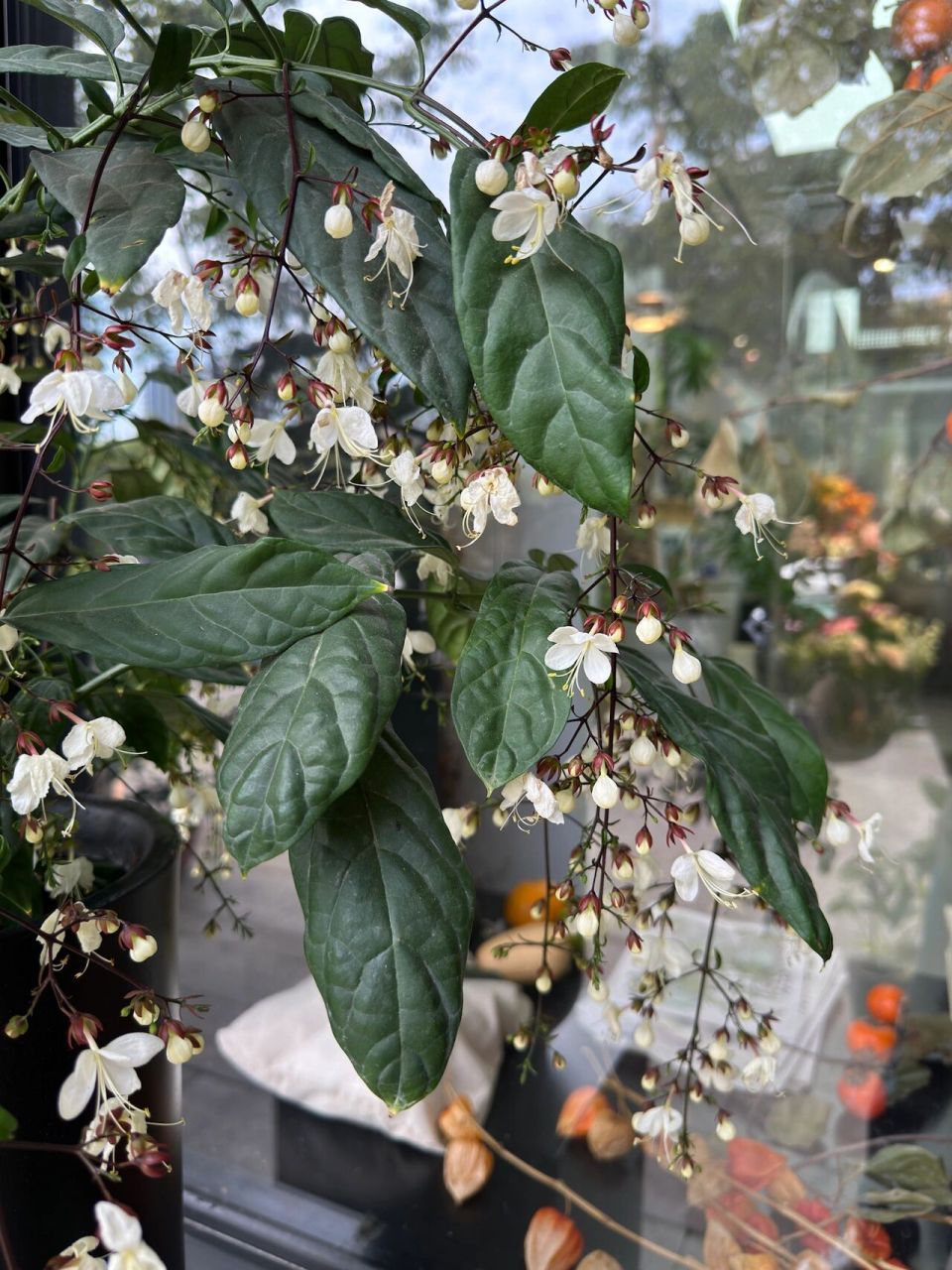垂丝茉莉是我养过最省力的开花植物 垂丝茉莉是我养过最省力的开花