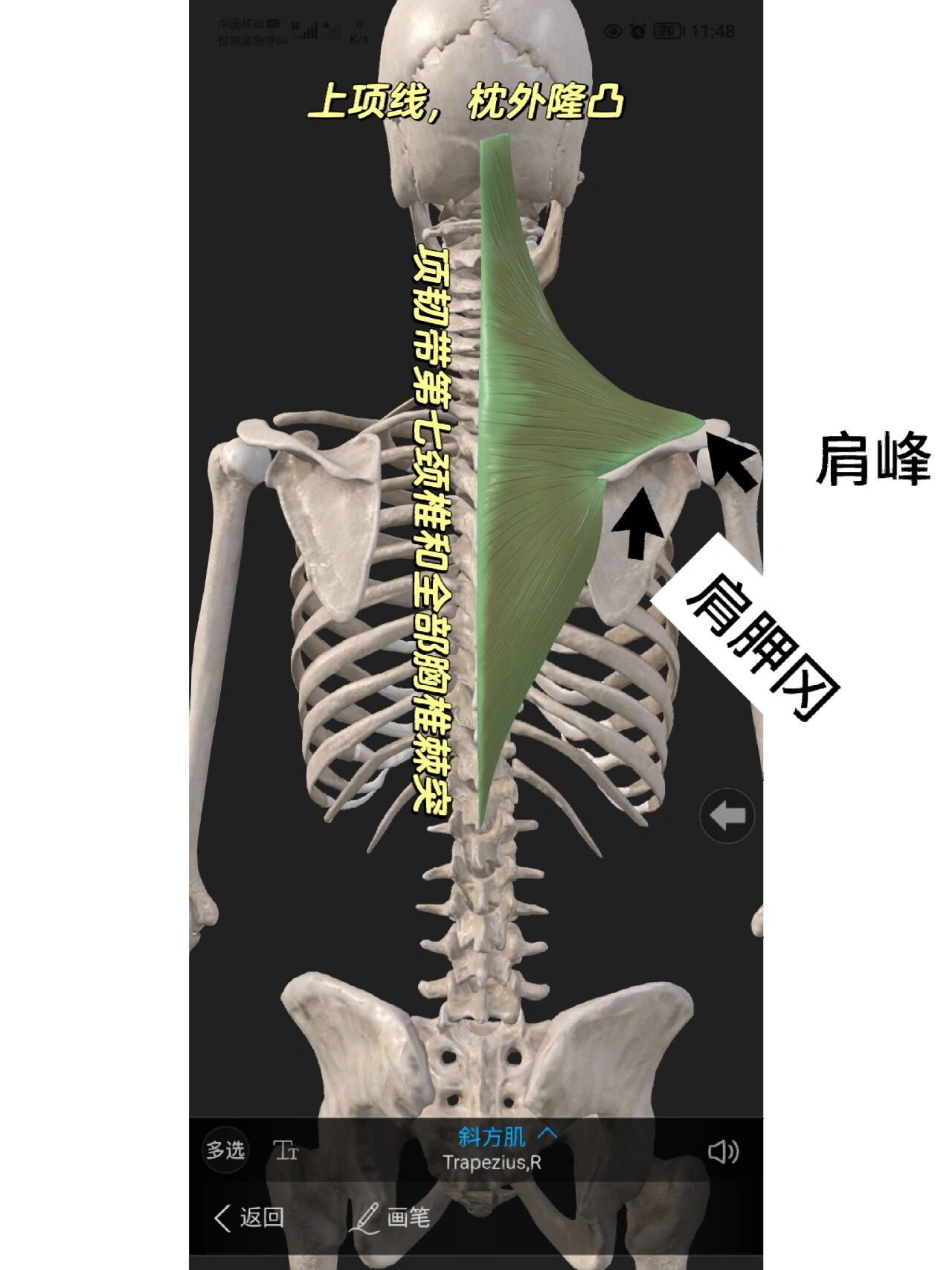 颈部斜方肌位置图图片