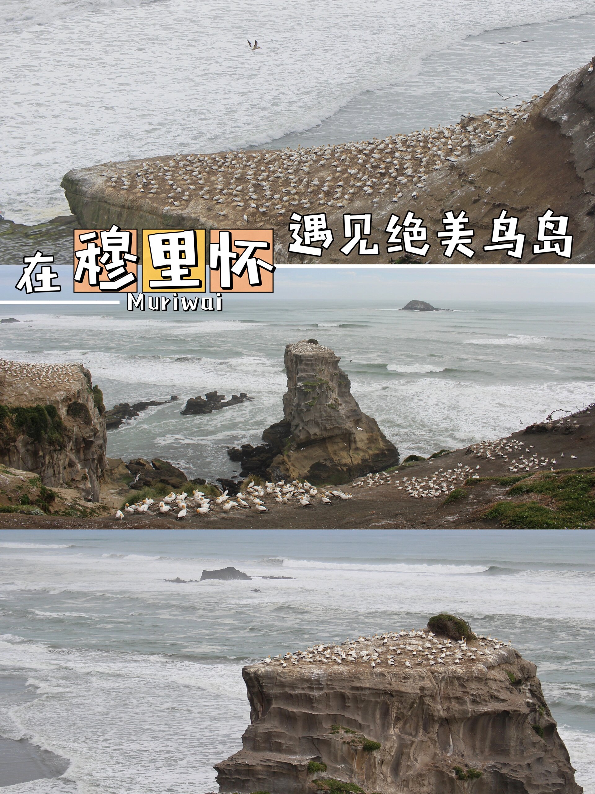 9991新西兰旅行丨在穆里怀遇见绝美鸟岛 新西兰的鸟岛muriwai 为
