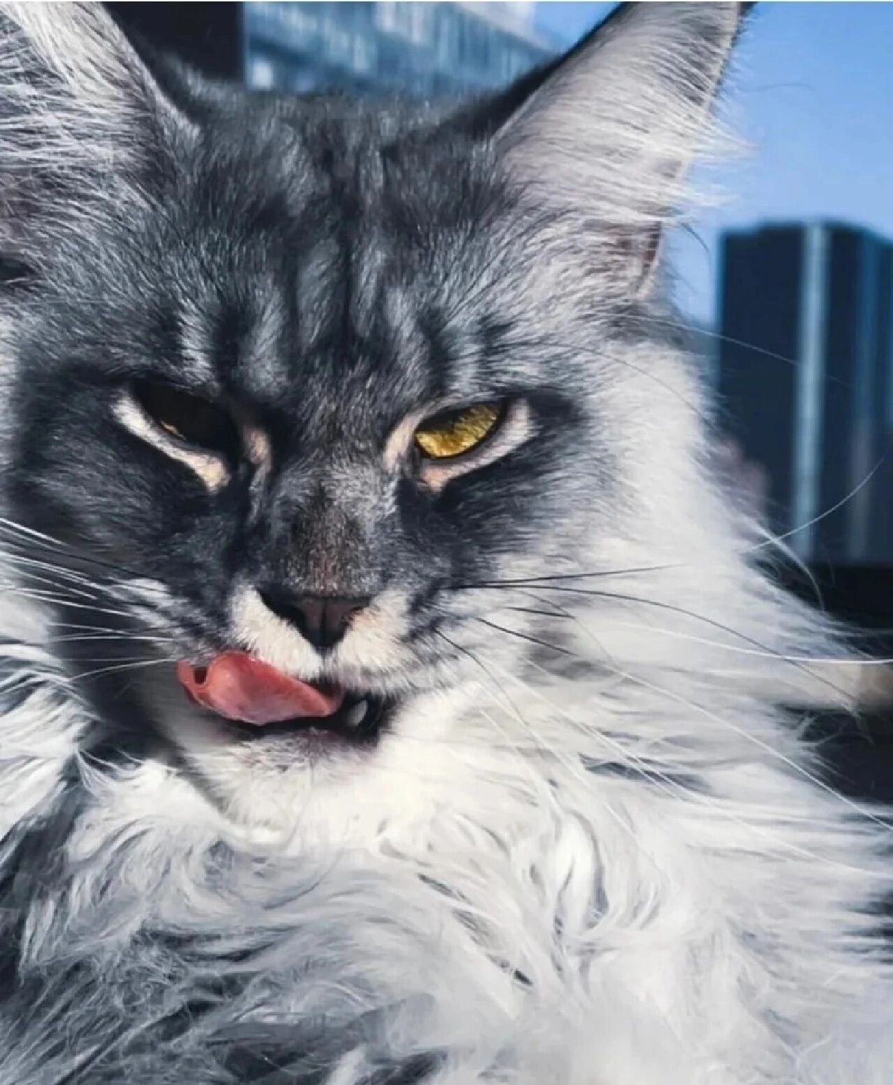 缅因猫帅气头像