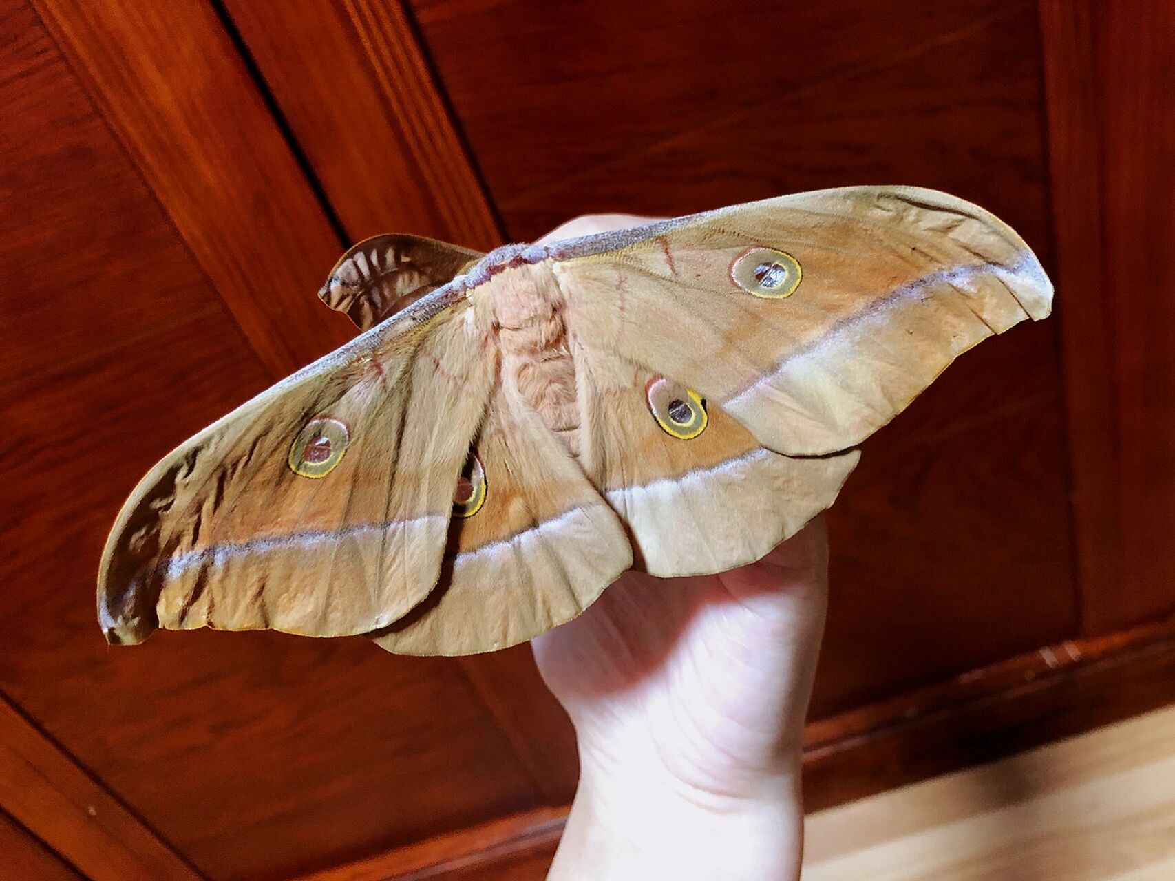 柞蚕蛾 毛茸茸还是很可爱的