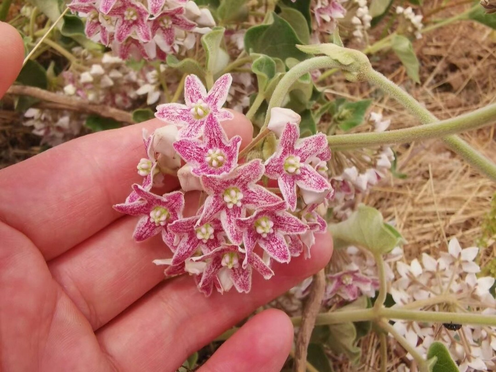 奶浆花  云南人吃奶浆花的季节到了.