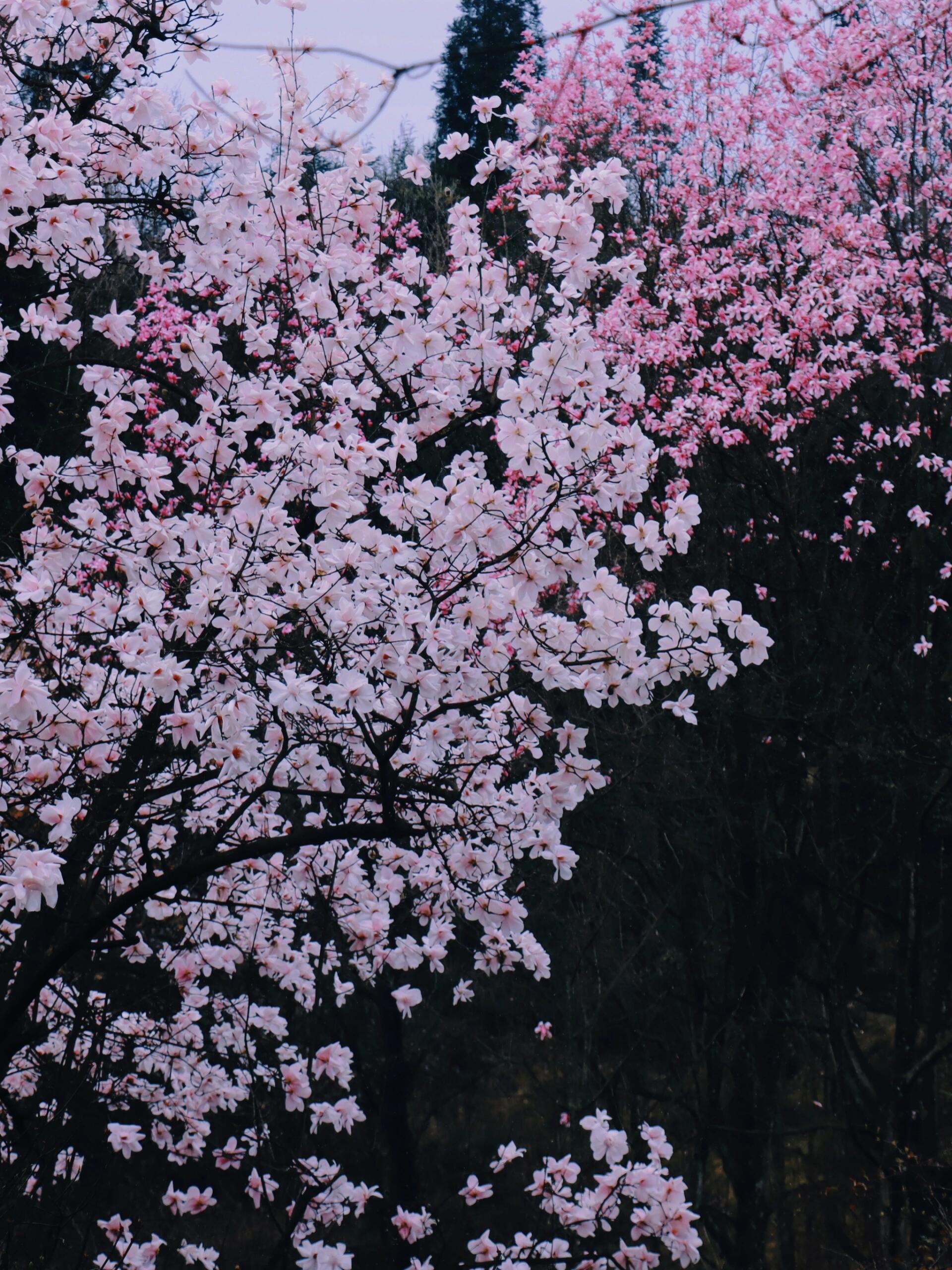 辛夷花|吴家后山 江油|吴家后山|辛夷花 93每年三月底到四月初,满山