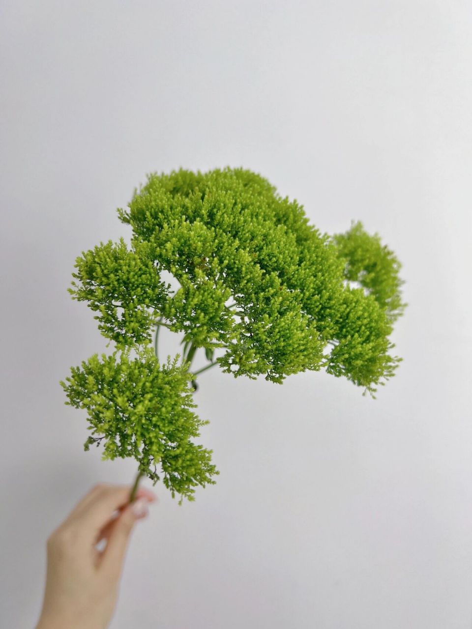 day147 每日一花 | 夕雾草 长得像西兰花的一款小众花材,花型呈散状