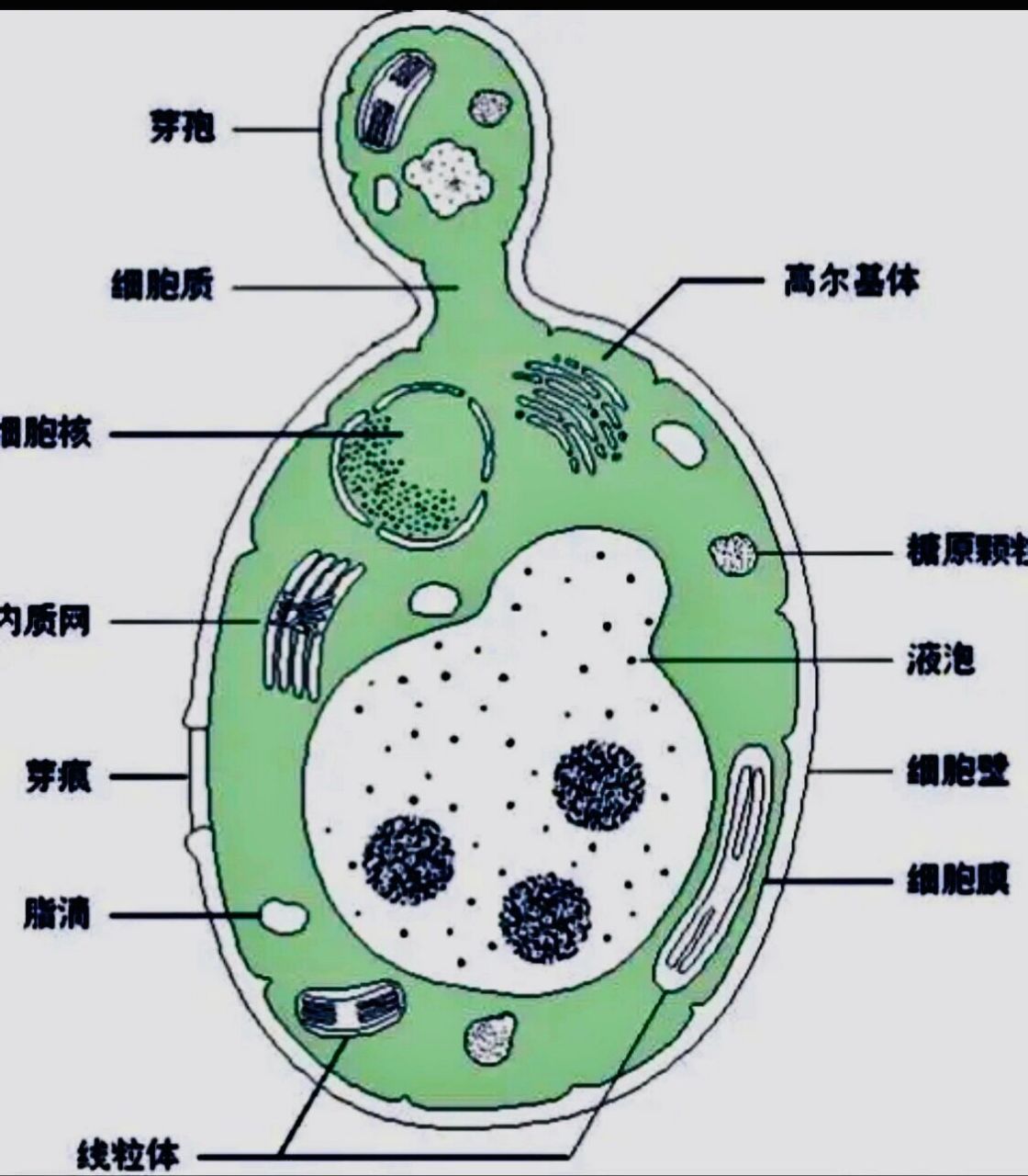 你知道酵母菌吗?