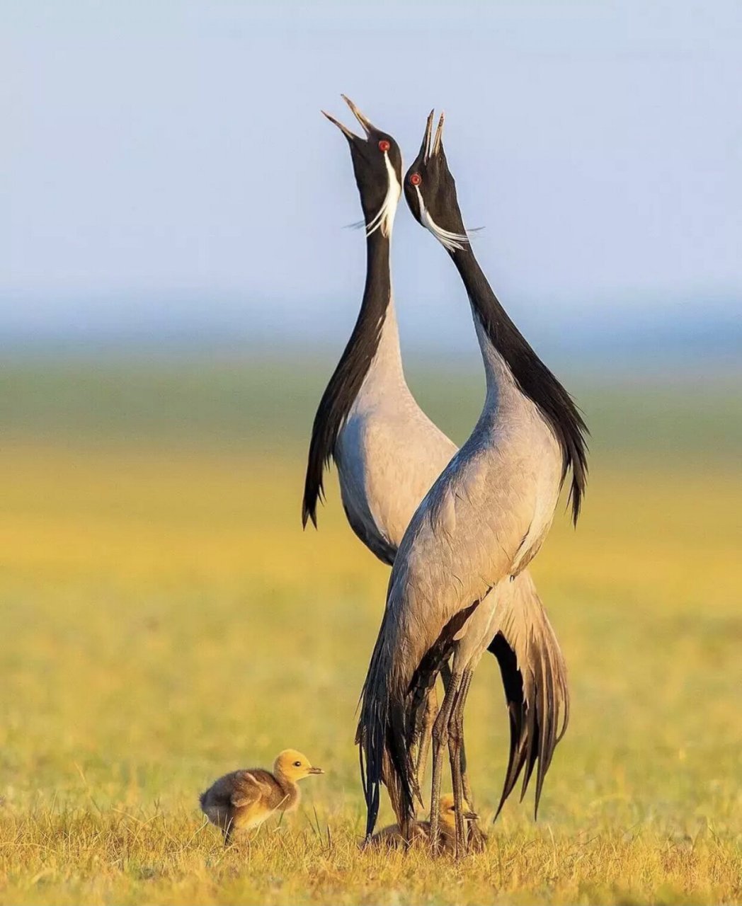 始终保持优雅的demoiselle crane 蓑羽鹤 demoiselle crane 蓑羽鹤是